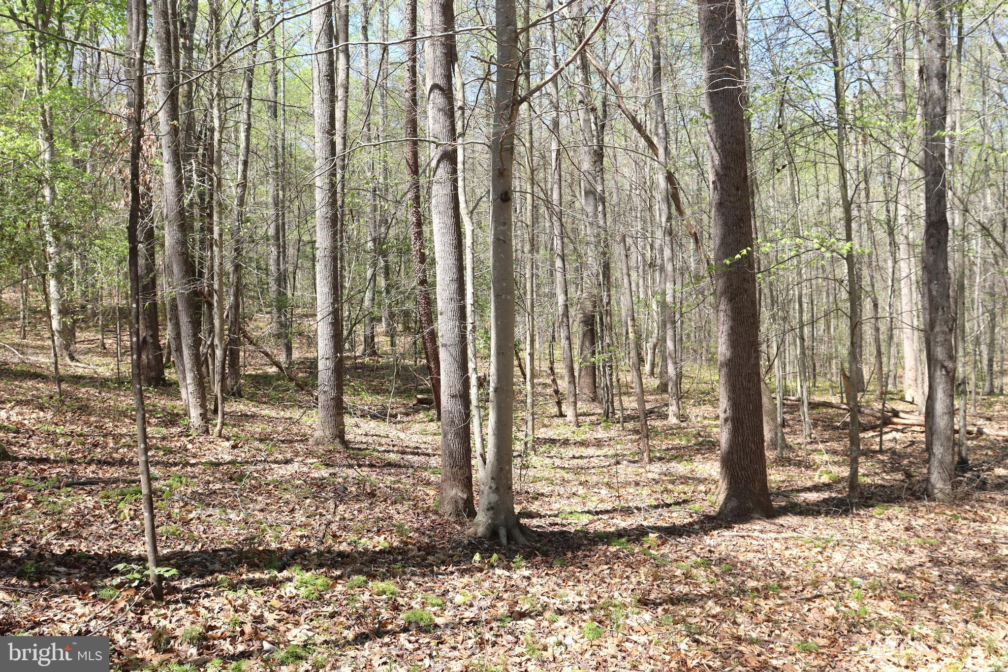 Snake Castle Road Sumerduck, VA 22742 - Photo 19 of 21 Wooded