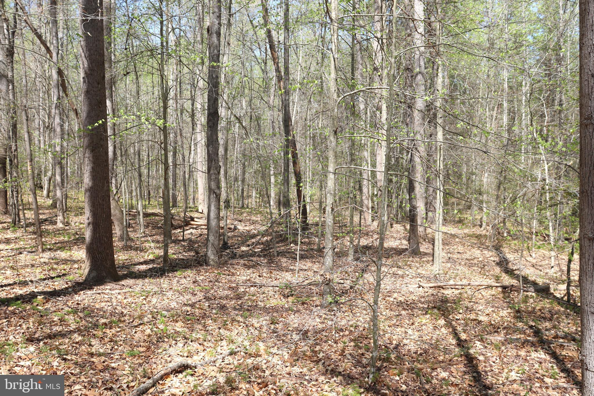 Snake Castle Road Sumerduck, VA 22742 - Photo 20 of 21 Wooded