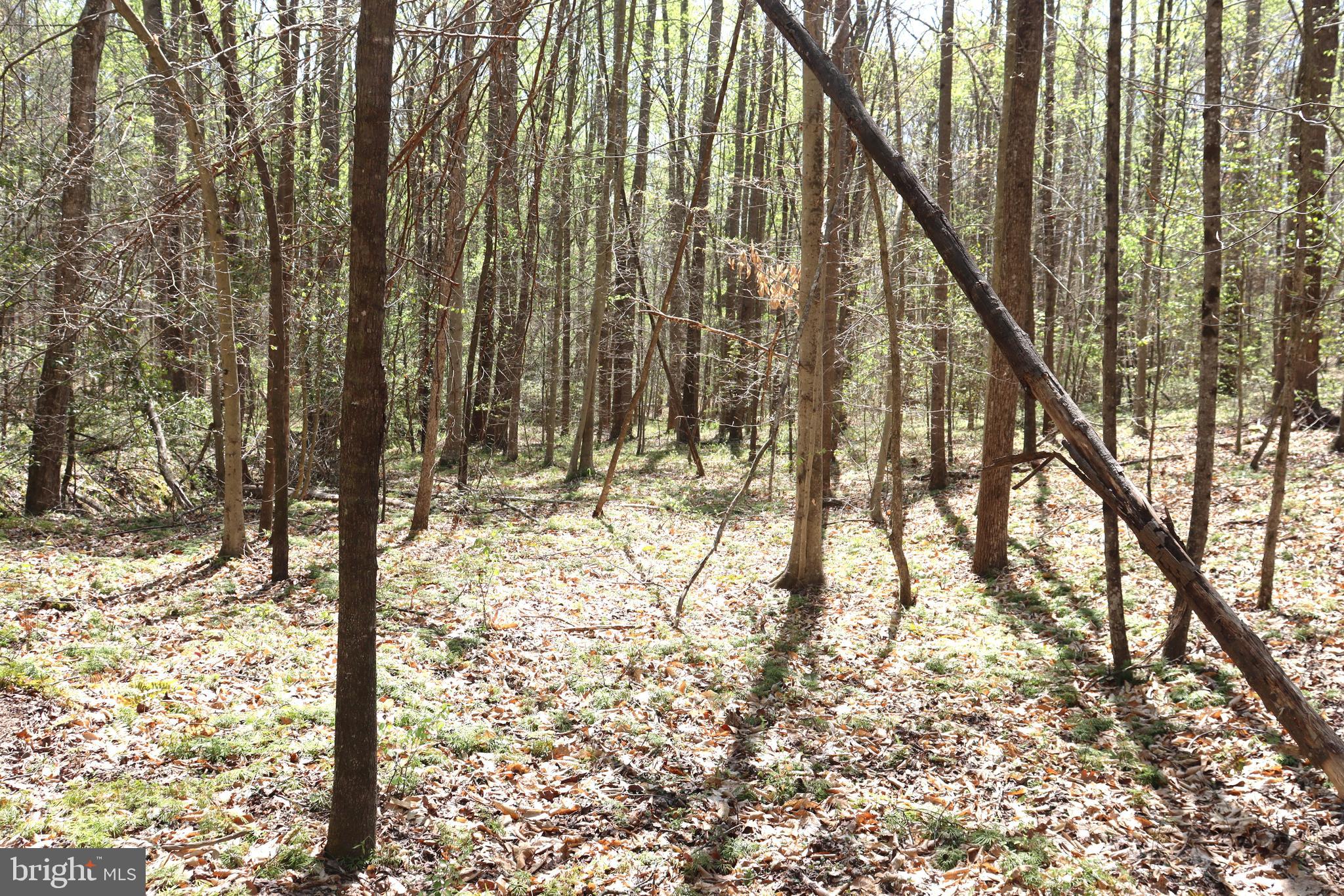 Snake Castle Road Sumerduck, VA 22742 - Photo 8 of 21 Wooded