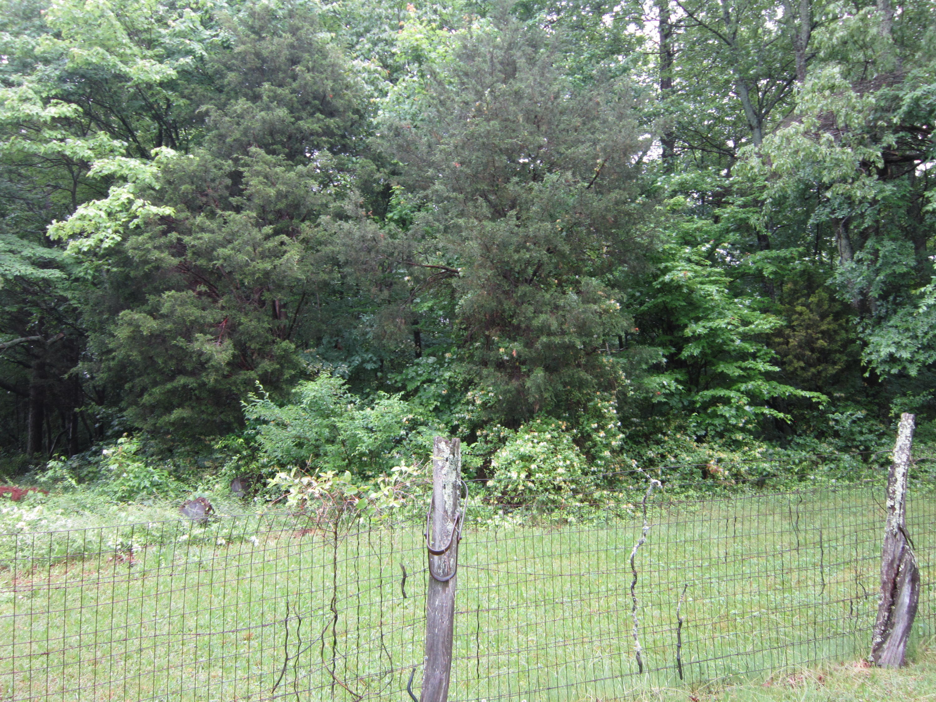 2921 Nickle Road Knoxville, TN 37921 - Photo 2 of 12 IMG_2268