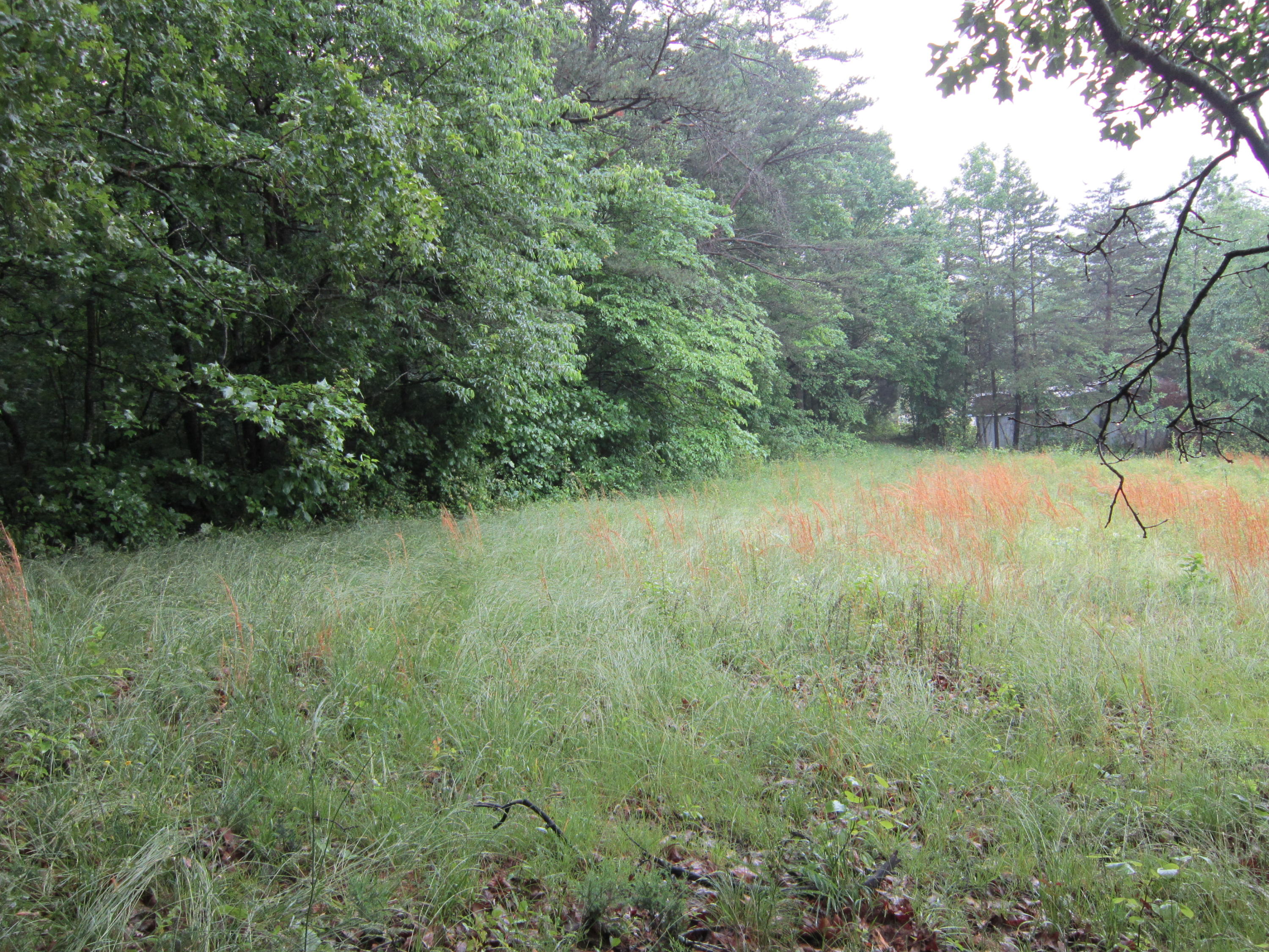 2921 Nickle Road Knoxville, TN 37921 - Photo 12 of 12 IMG_2279