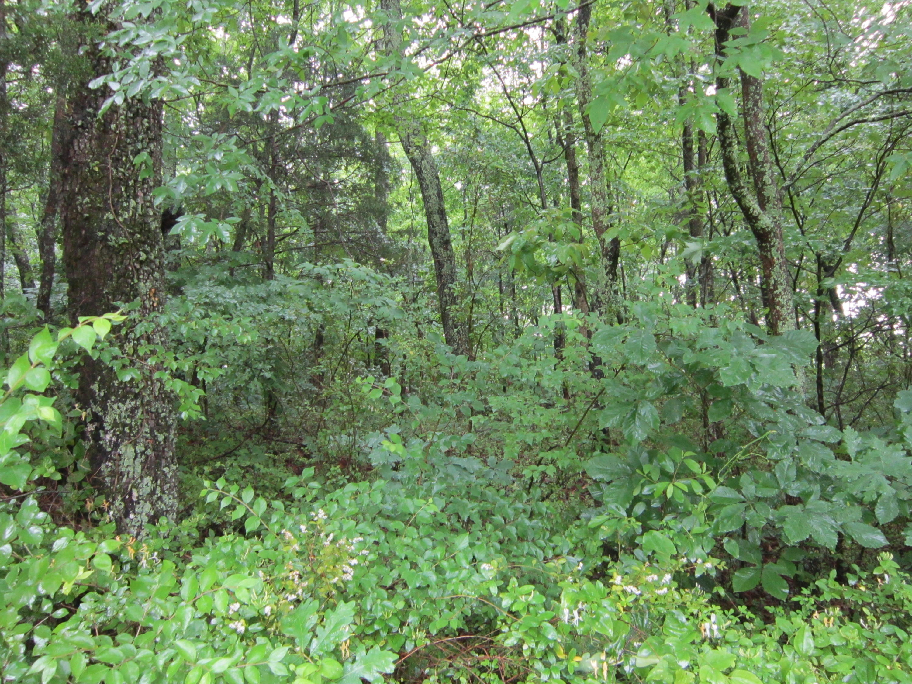 2921 Nickle Road Knoxville, TN 37921 - Photo 3 of 12 IMG_2270