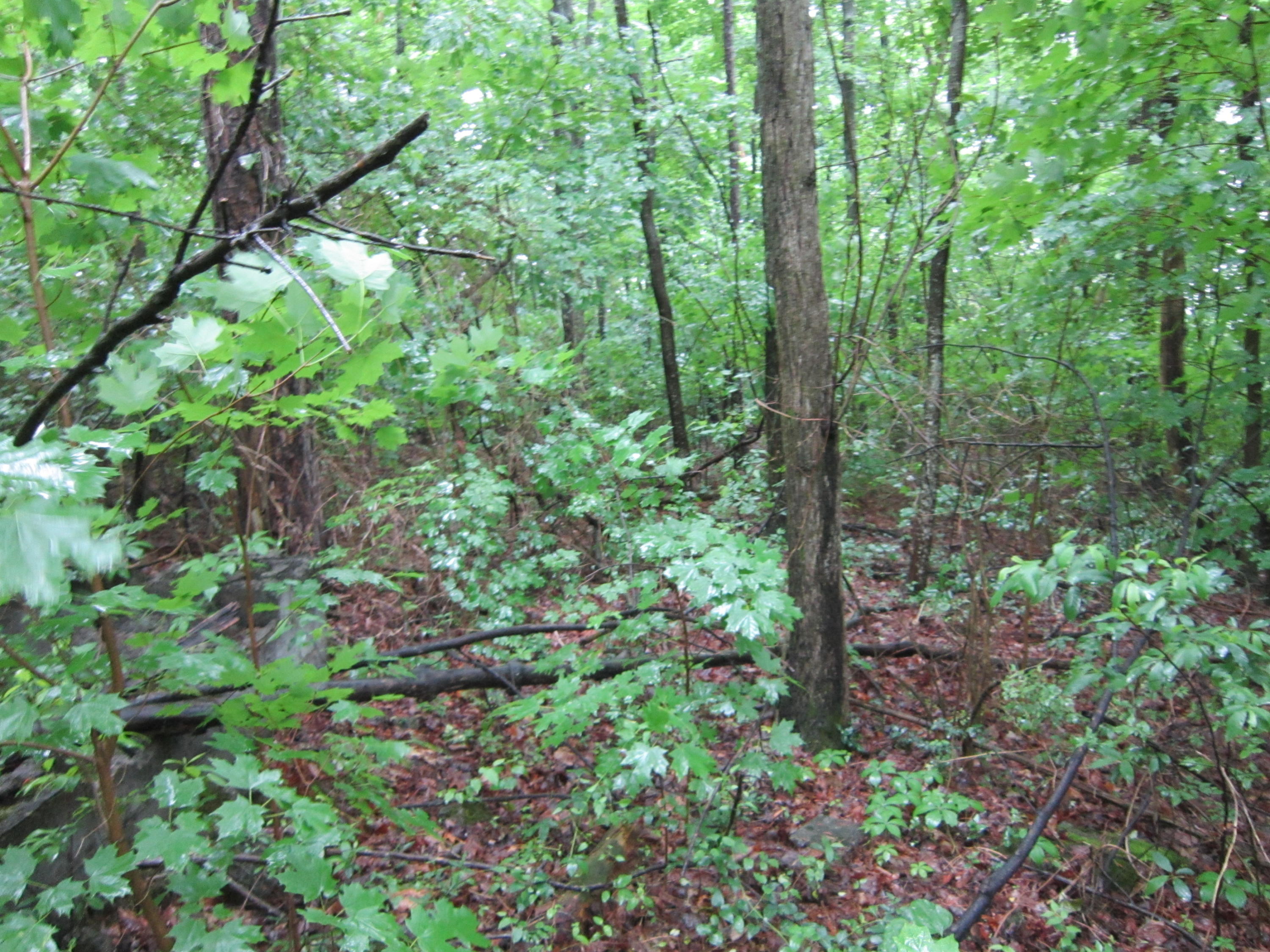 2921 Nickle Road Knoxville, TN 37921 - Photo 6 of 12 IMG_2273