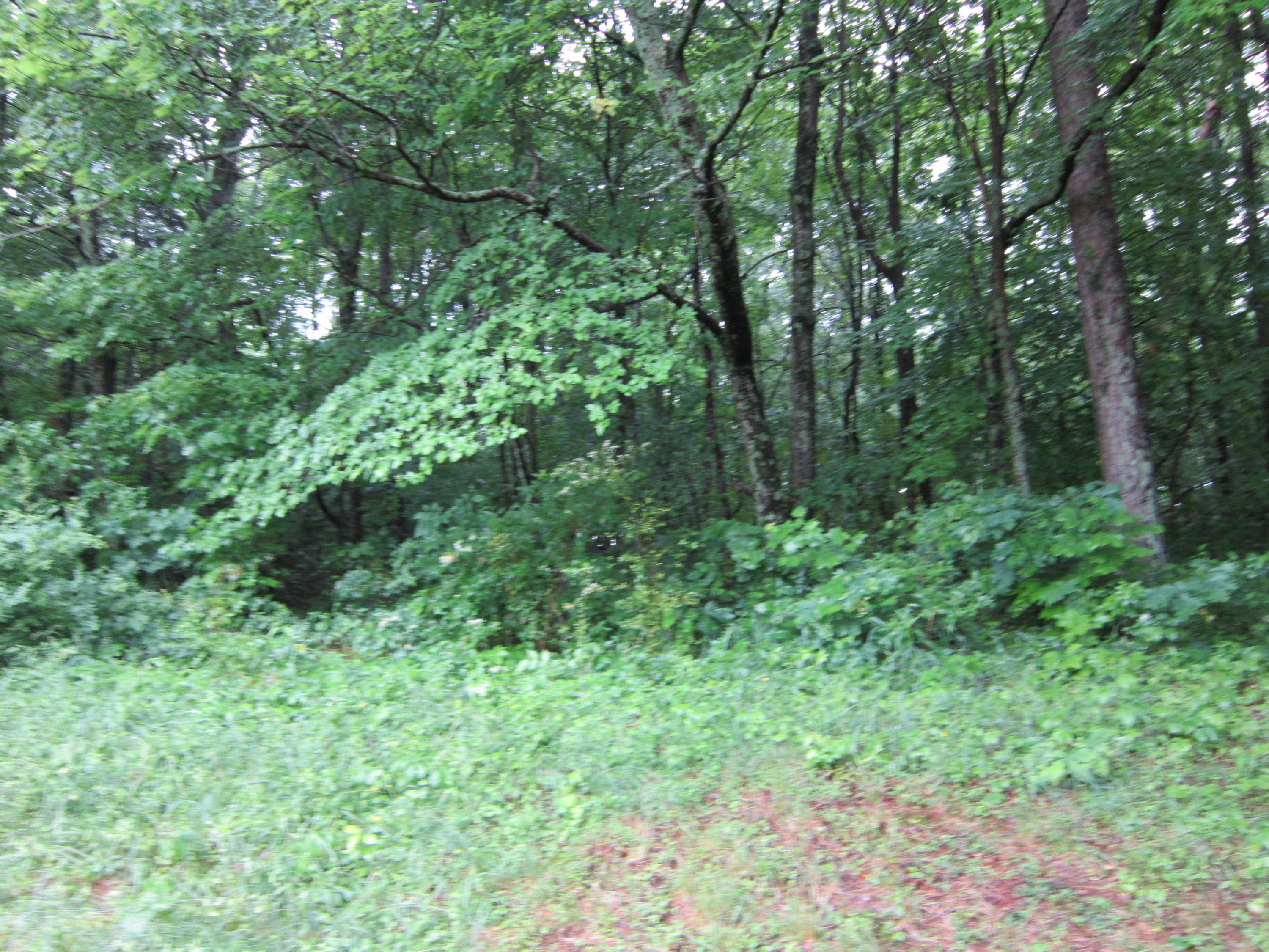 2921 Nickle Road Knoxville, TN 37921 - Photo 7 of 12 IMG_2274