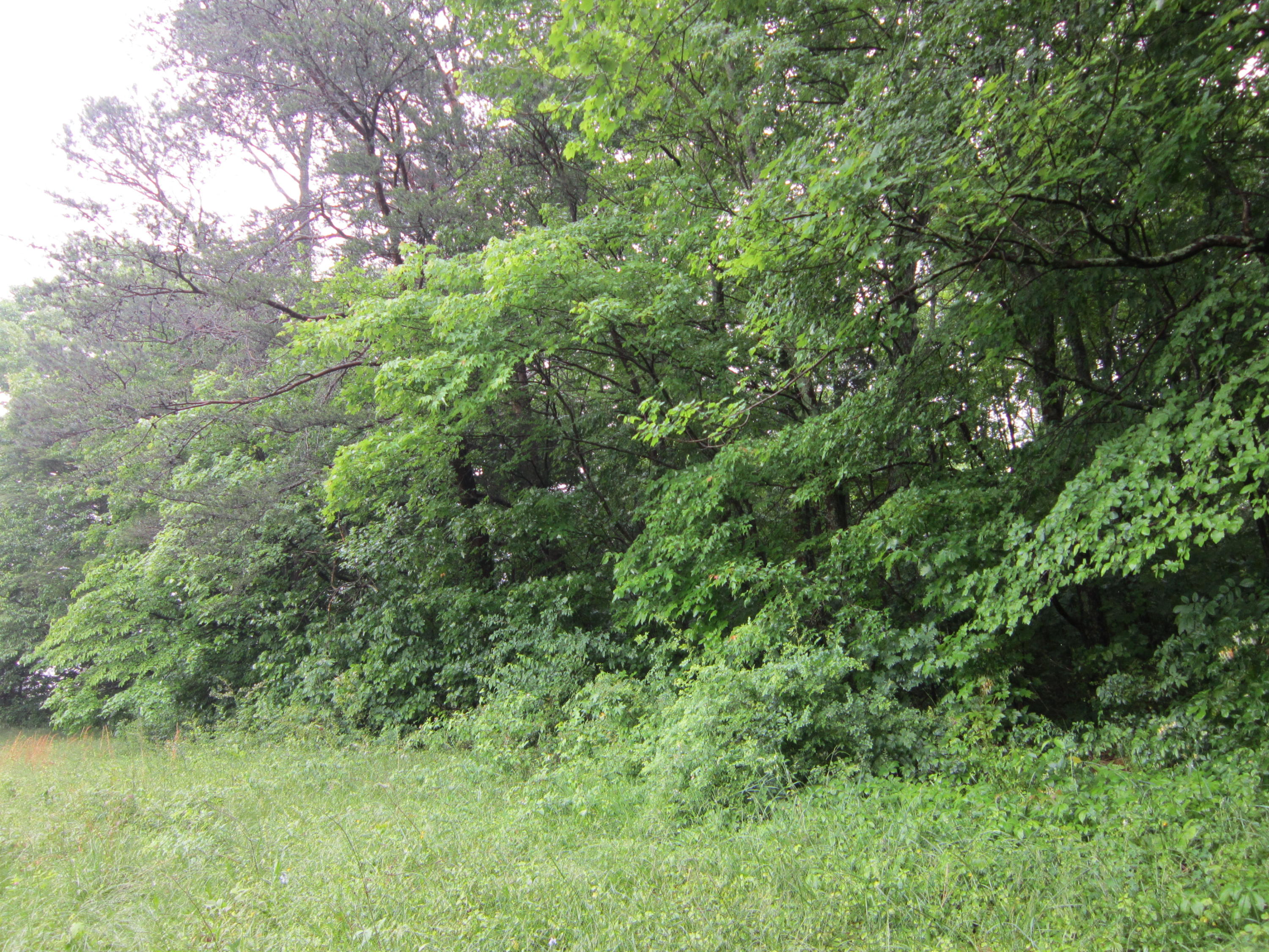 2921 Nickle Road Knoxville, TN 37921 - Photo 8 of 12 IMG_2275