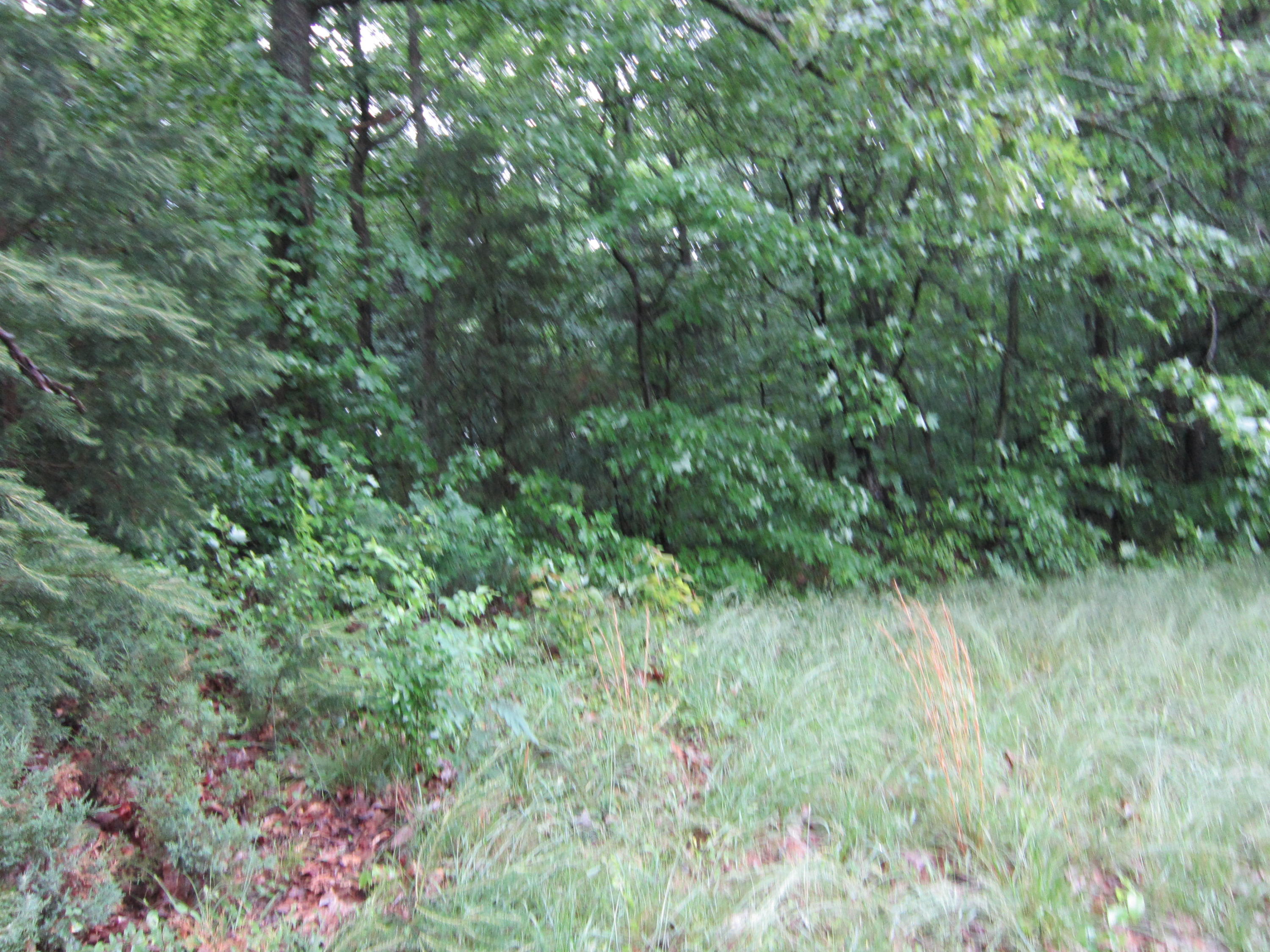 2921 Nickle Road Knoxville, TN 37921 - Photo 10 of 12 IMG_2277