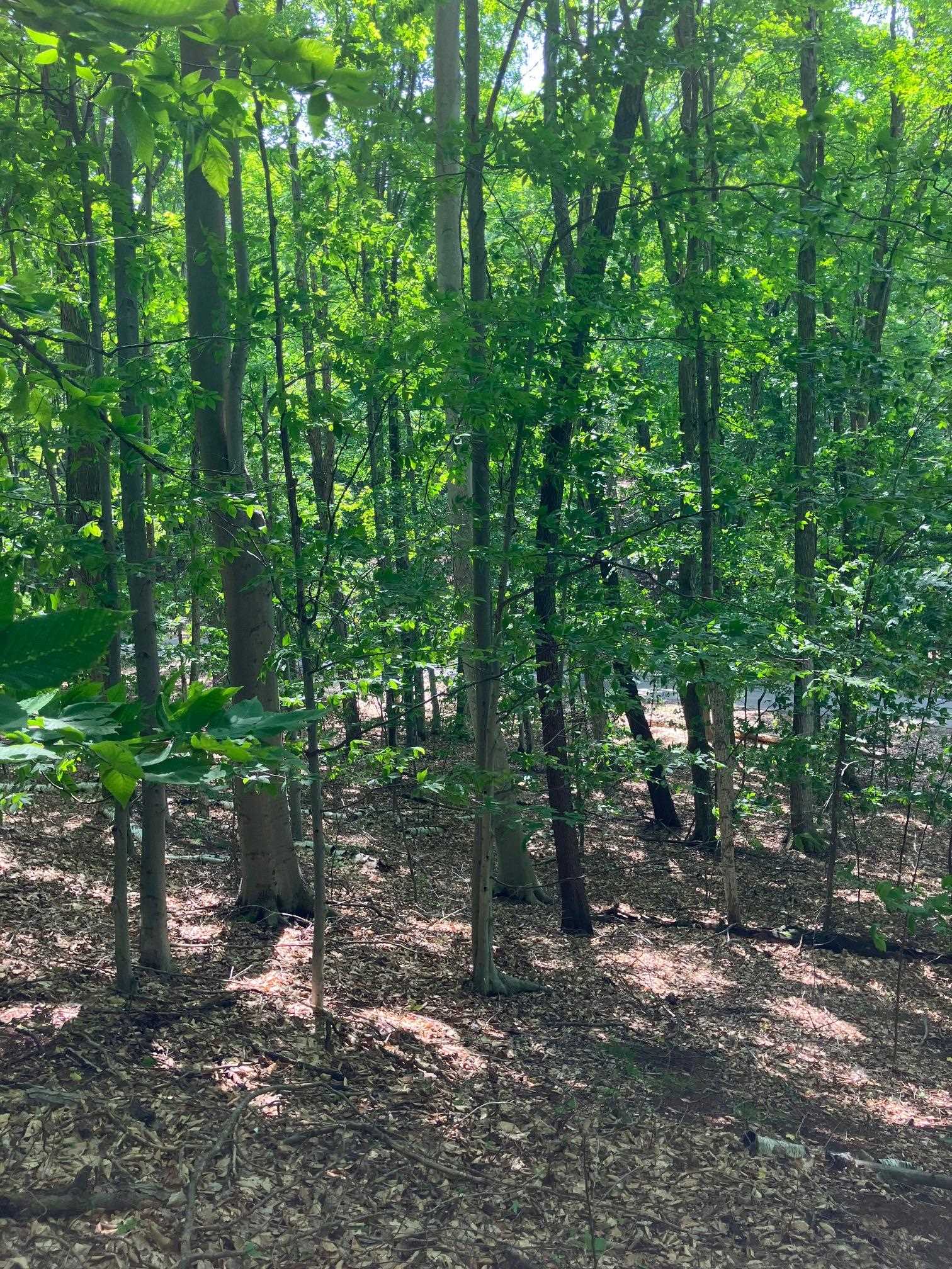 Lot 4 Spring Valley Road Beulah, MI 49617 - Photo 33 of 41