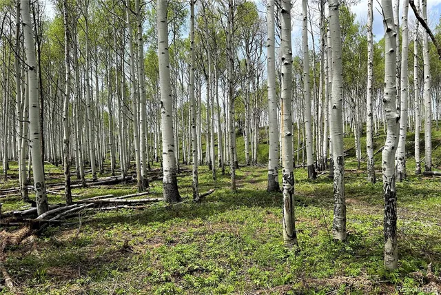 a view of a garden with a fountain