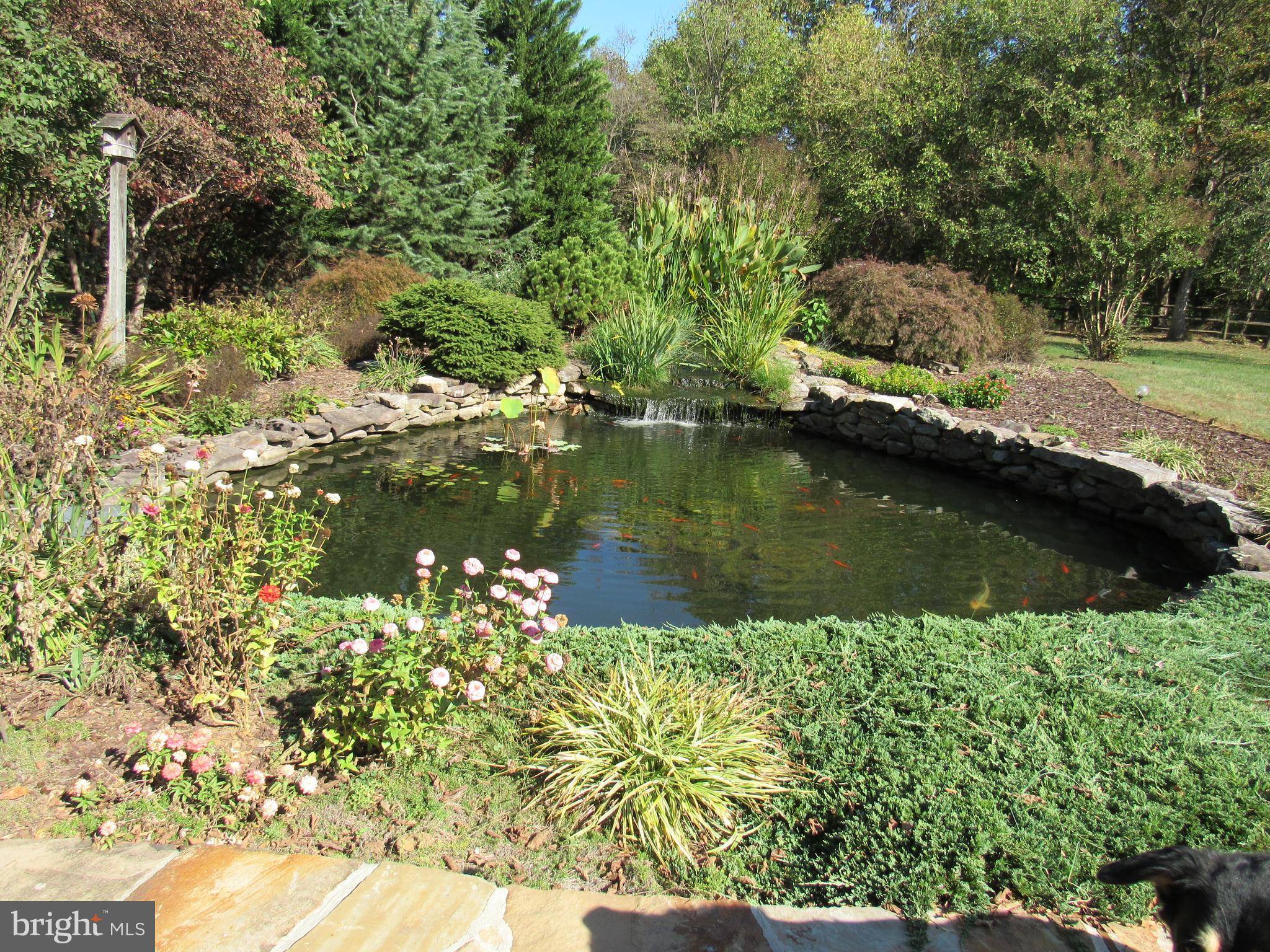 1339 John Brown Farm Road Harpers Ferry, WV 25425 - Photo 14 of 55 Running pond filled with large Koi