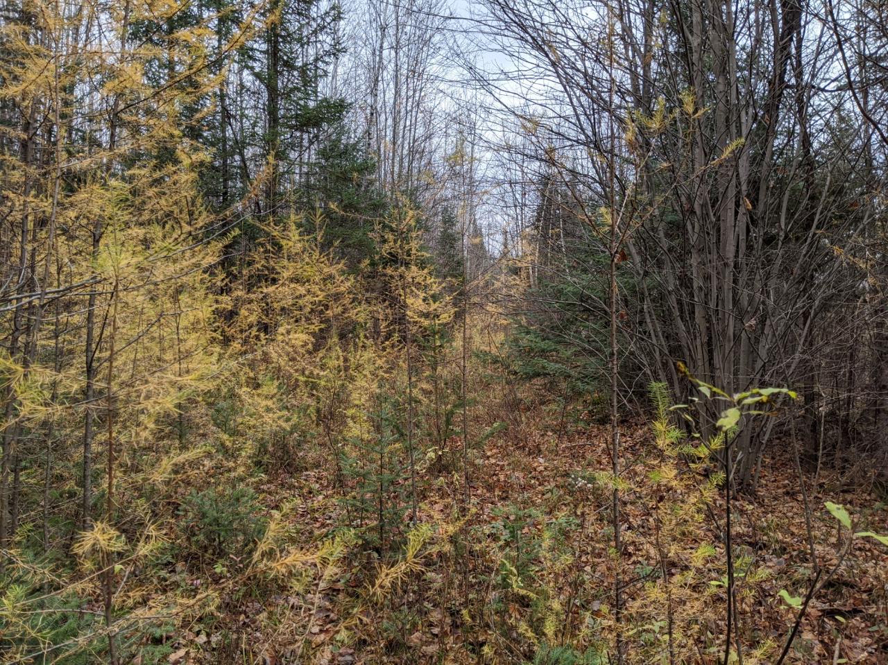 On East Buckhorn Road Park Falls, WI 54552 - Photo 22 of 25 Gallery Image 22