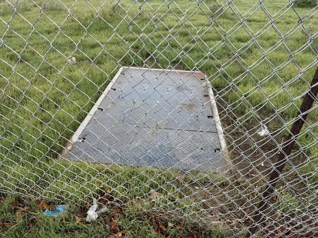 a view of a forest with a tree