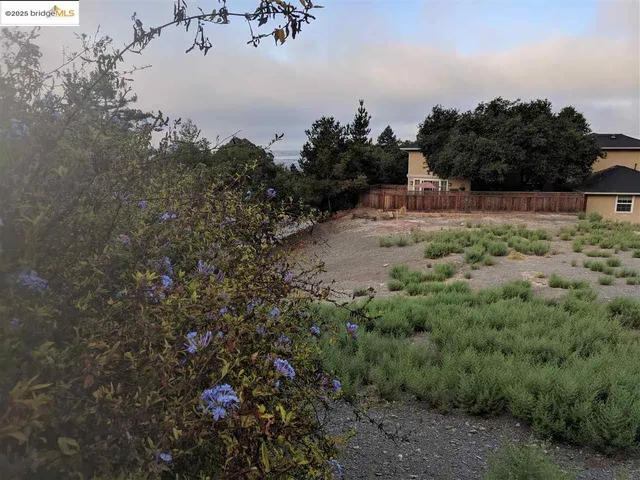 a view of a dry yard with a tree