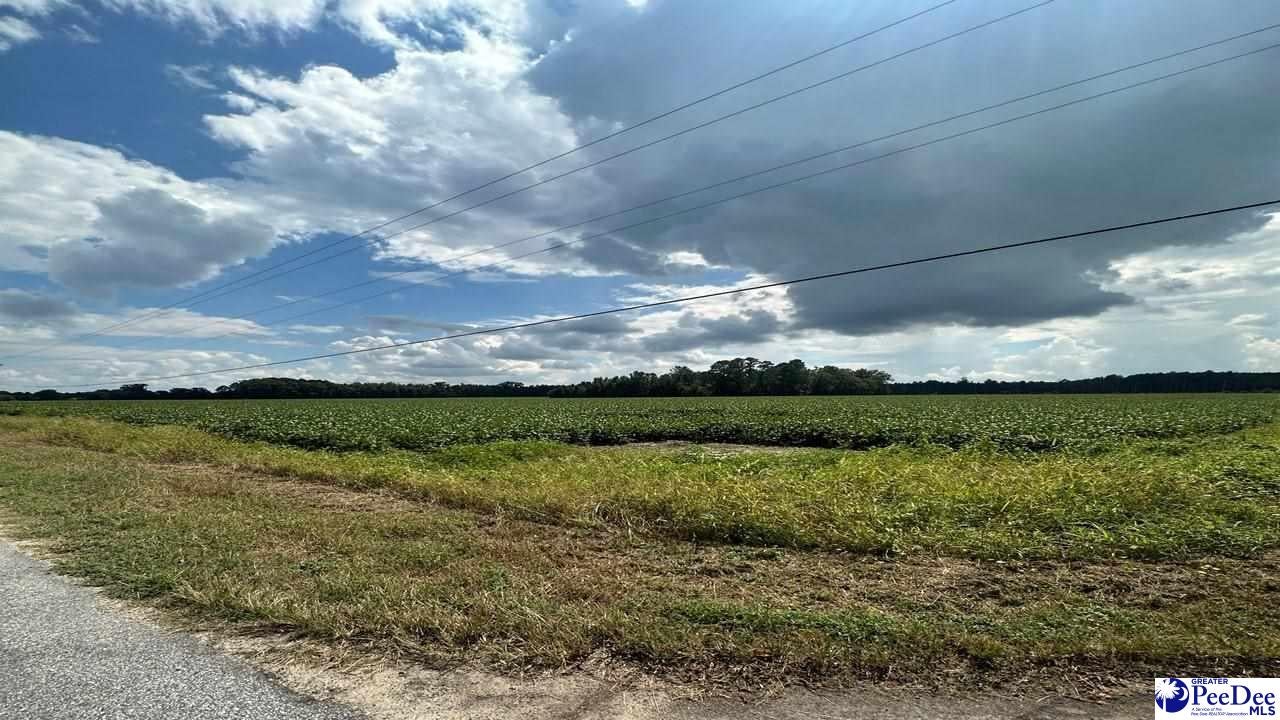 Lot 1 Hibiscus Road Timmonsville, SC 29161 - Photo 2 of 6 Gallery Image 2