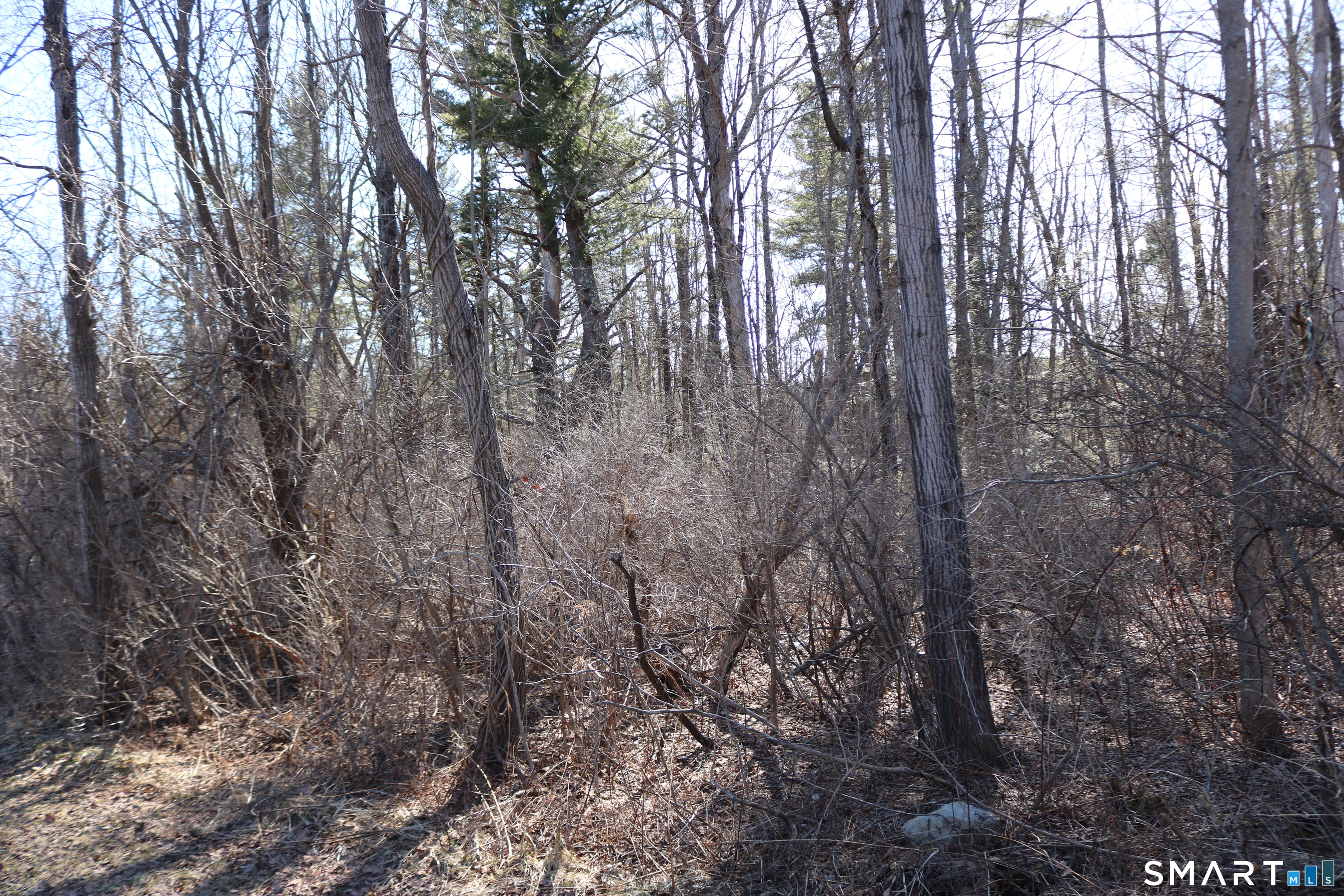 Ashley Drive Goshen, CT 06756 - Photo 5 of 22 a view of forest