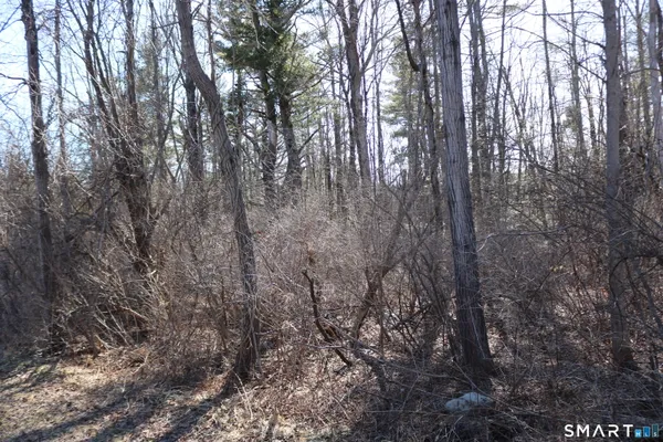 a view of forest