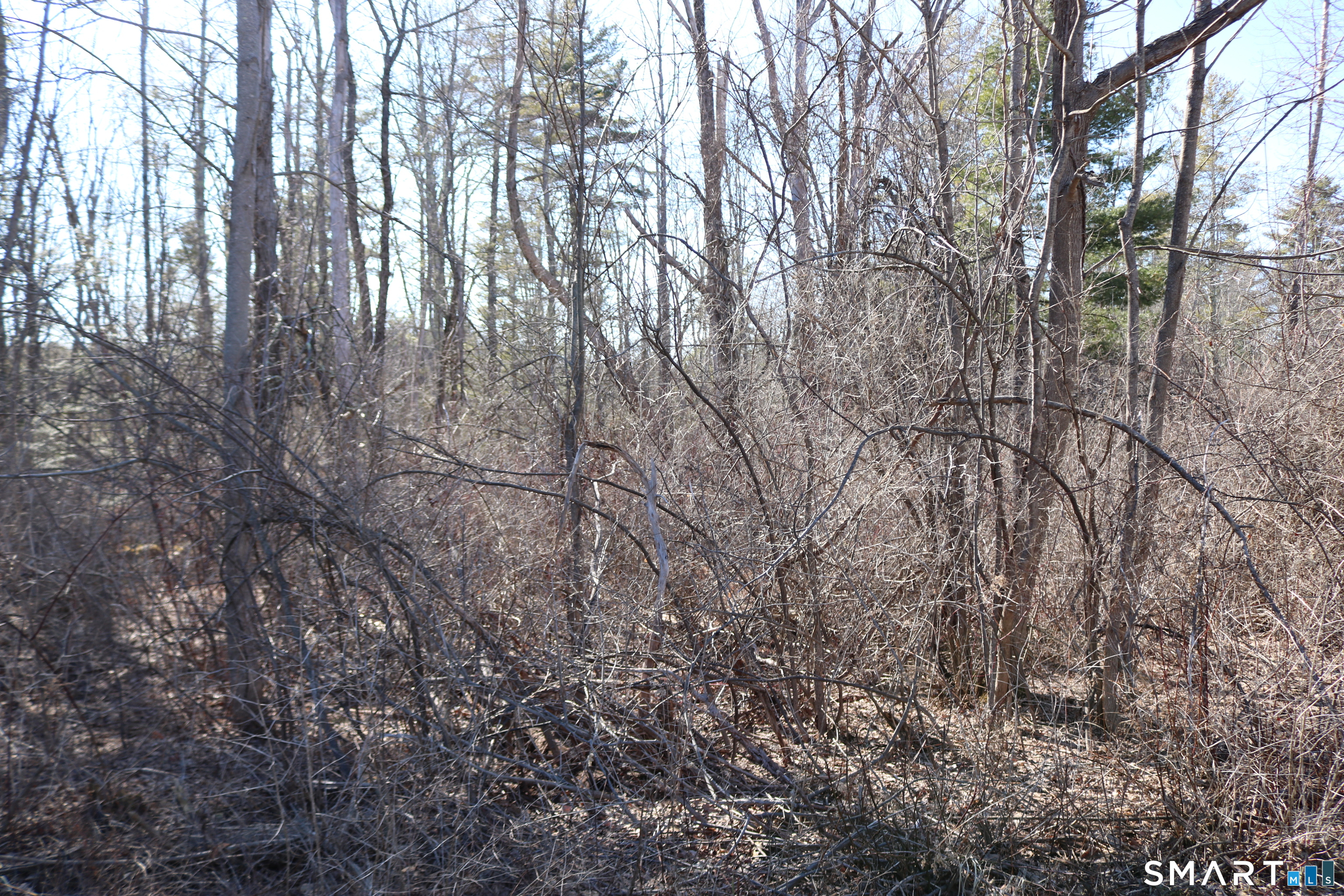 Ashley Drive Goshen, CT 06756 - Photo 7 of 22 a view of forest