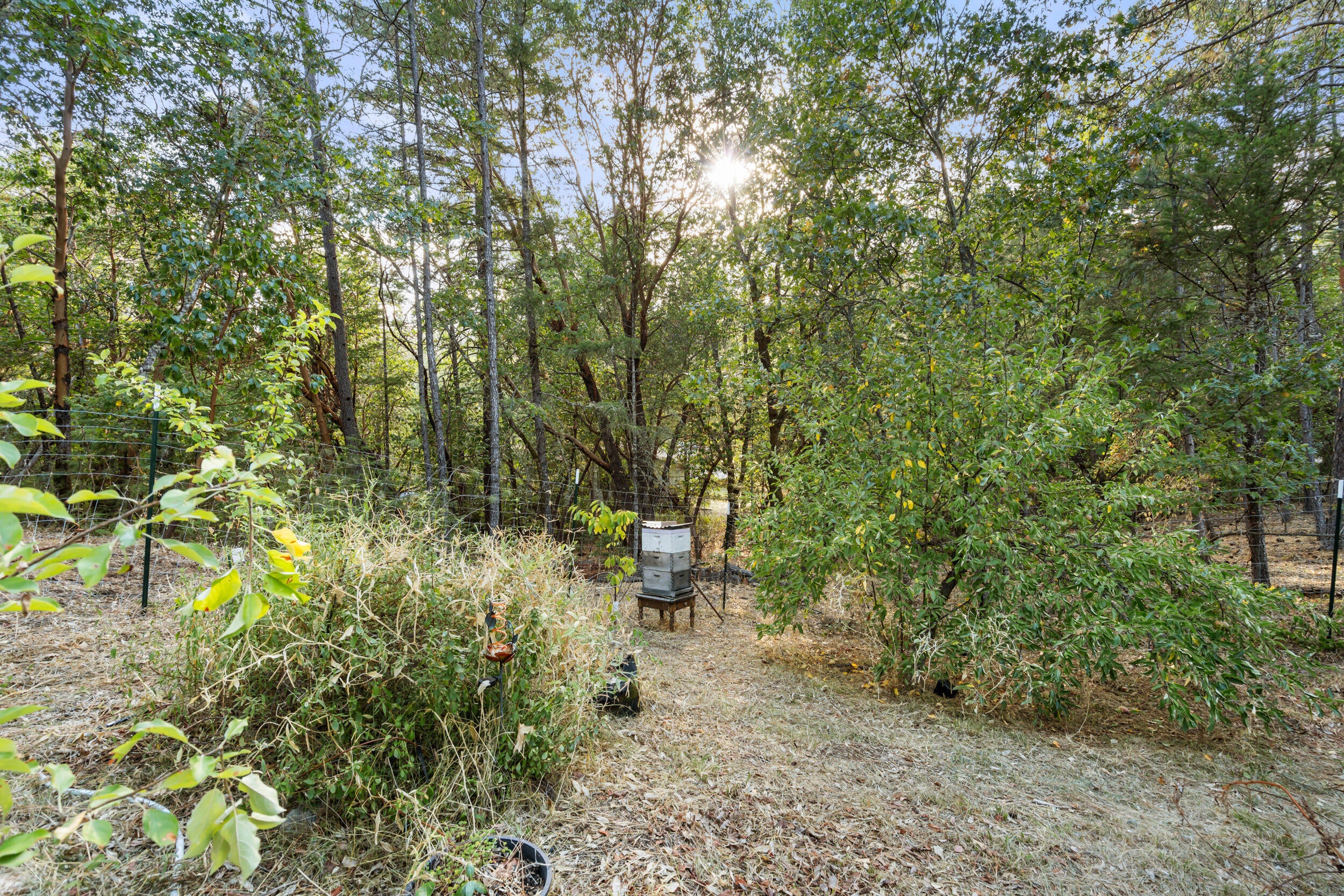 151 Ewe Creek Road Grants Pass, OR 97526 - Photo 25 of 31 25 Garden Space + Fruit trees