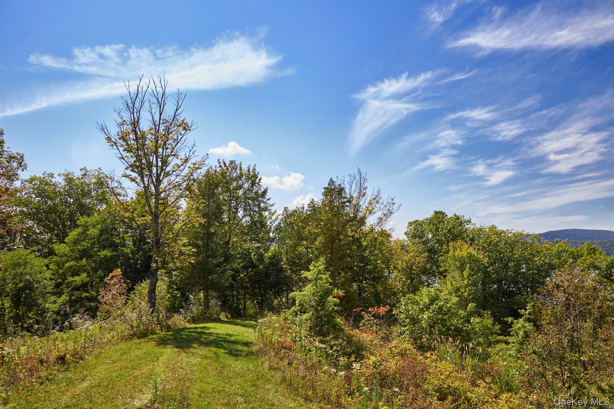 Mill Road Rhinebeck, NY 12572 - Photo 5 of 15 View of woods