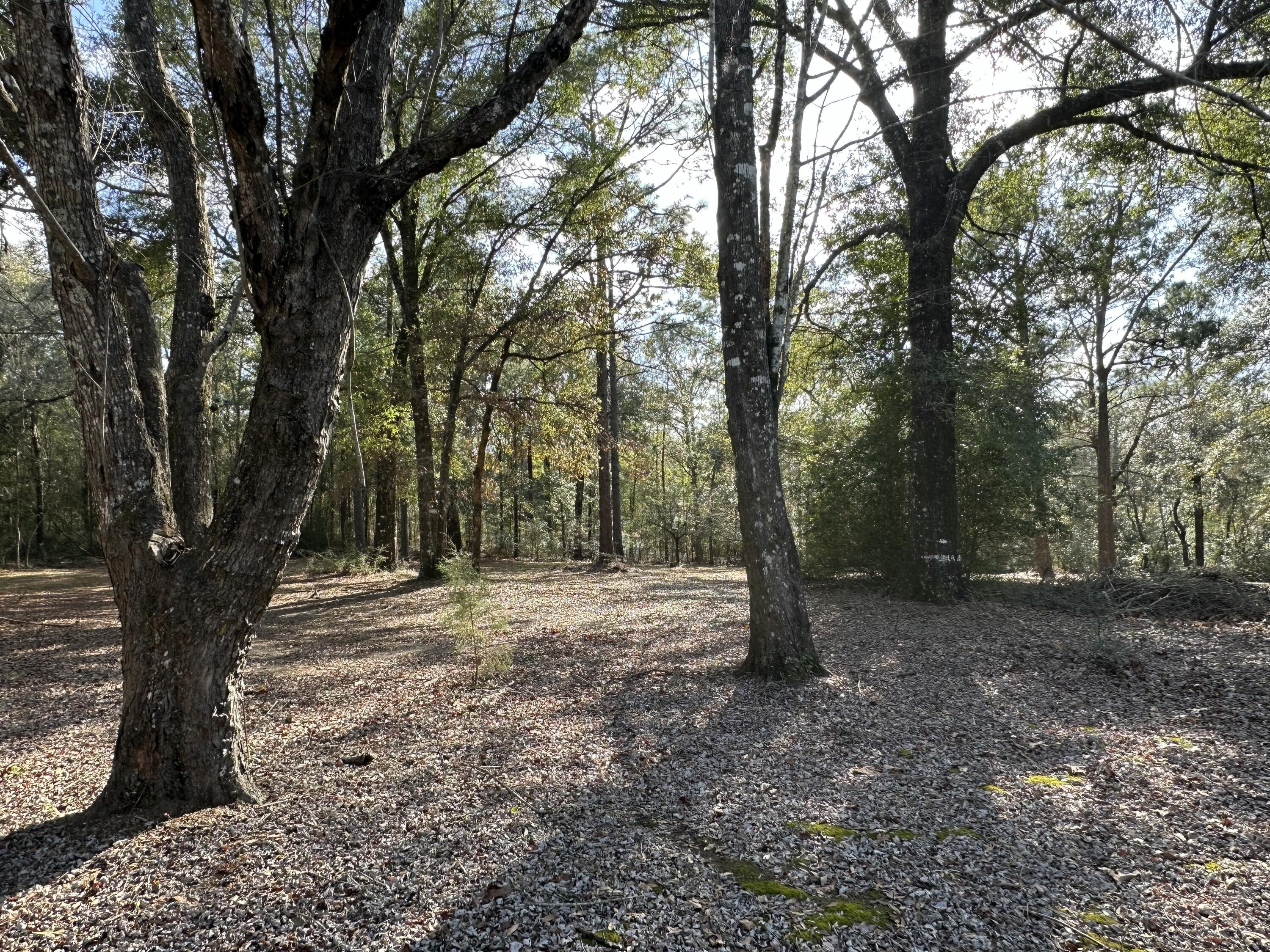 5895 Pineforest Drive Crestview, FL 32539 - Photo 9 of 23 a view of outdoor space with trees