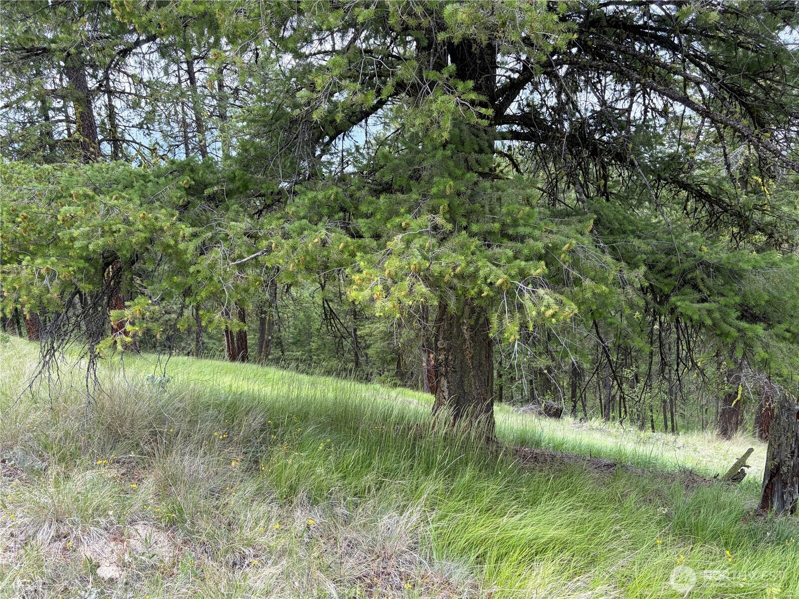 33 Outback Road Oroville, WA 98844 - Photo 18 of 26 a view of a lush green forest
