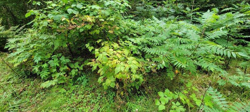 52 Stream Road Howland, ME 04448 - Photo 26 of 41 20230826_120119