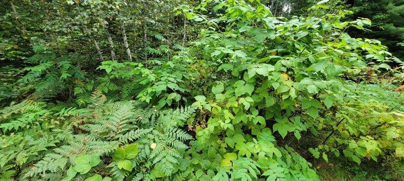 52 Stream Road Howland, ME 04448 - Photo 27 of 41 20230826_120126