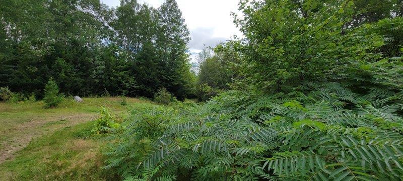 52 Stream Road Howland, ME 04448 - Photo 28 of 41 20230826_120156