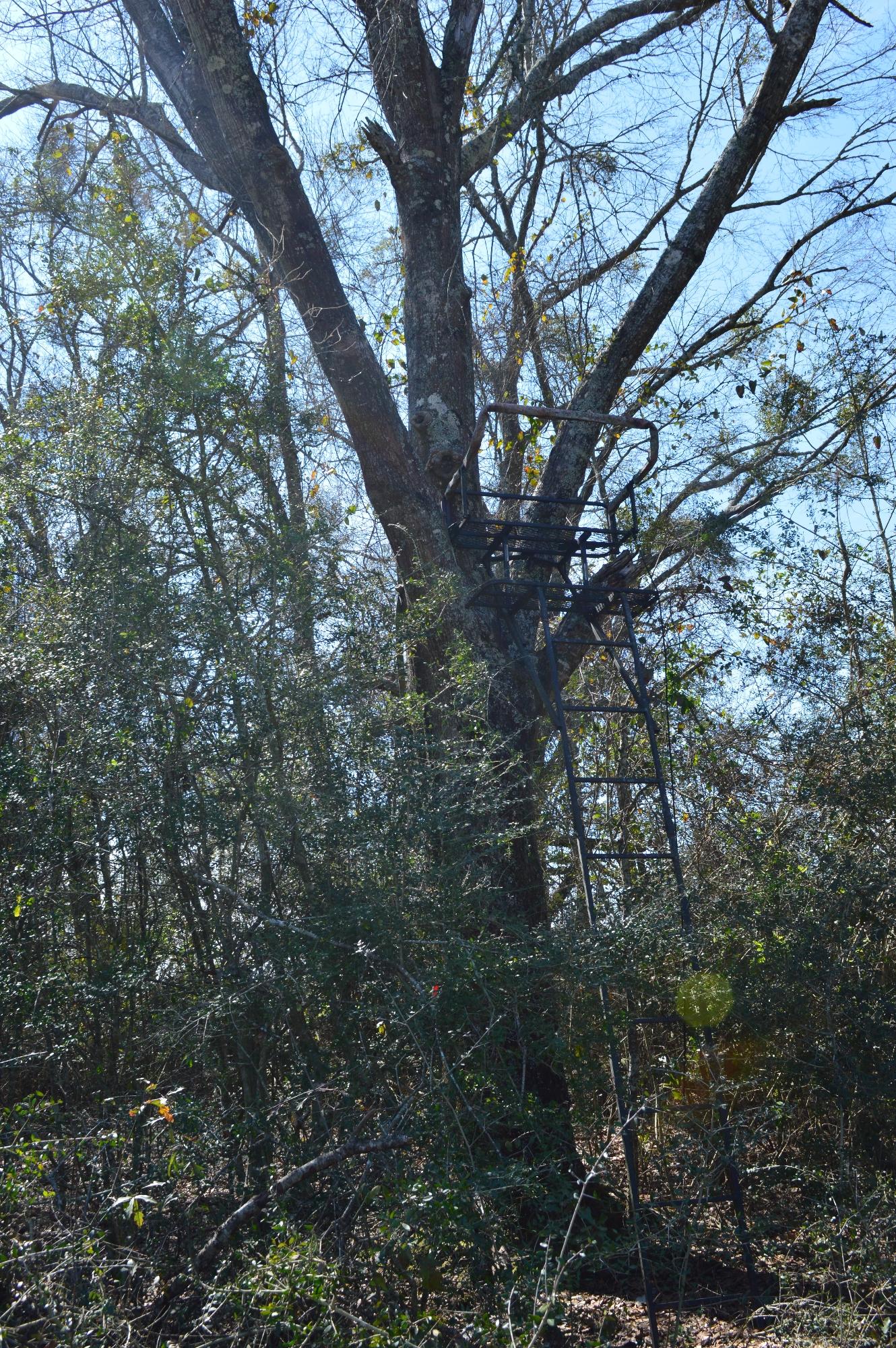 0 Steel Mill Creek Road Laurel Hill, FL 32567 - Photo 11 of 11 a view of tree