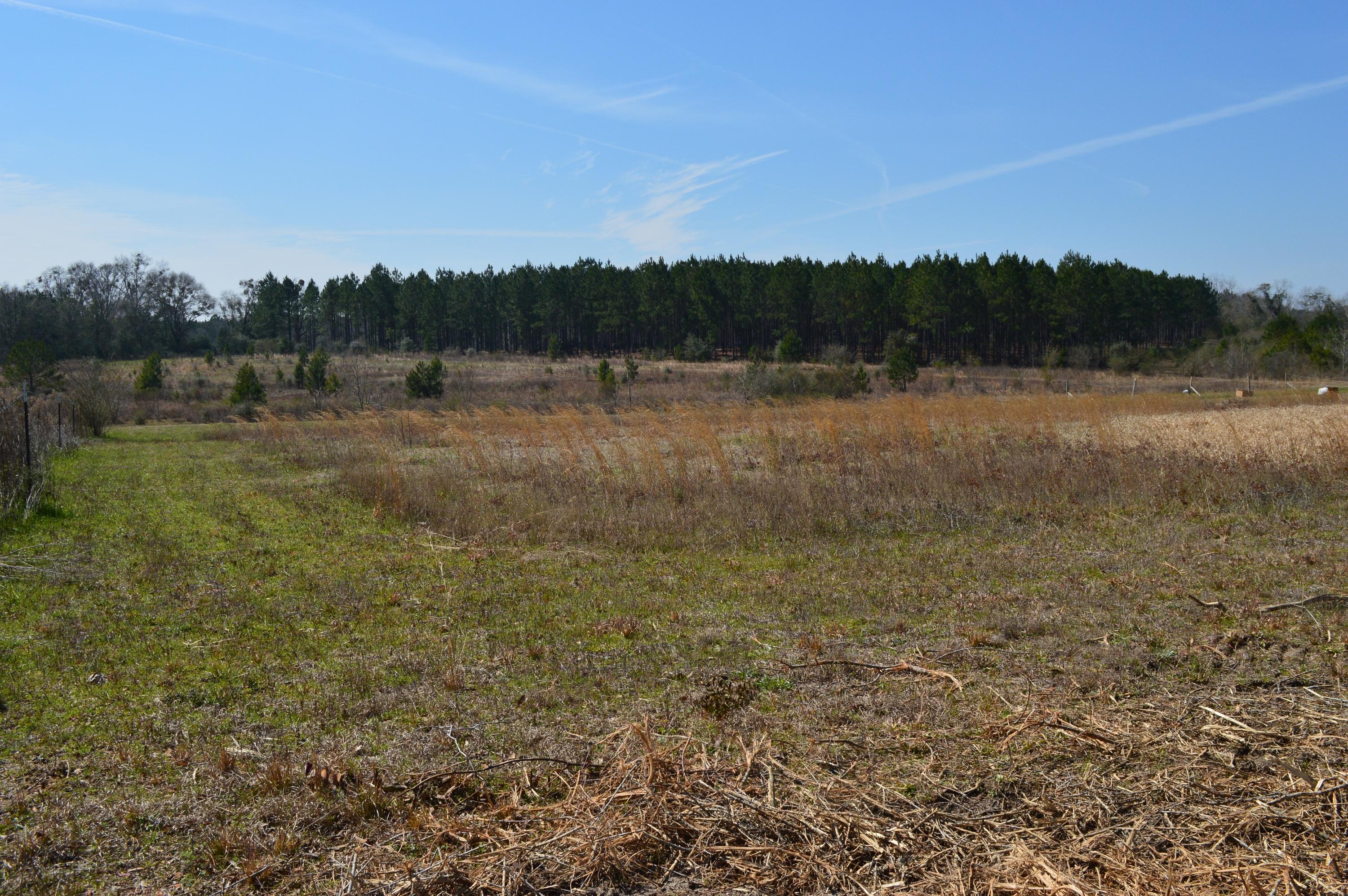 0 Steel Mill Creek Road Laurel Hill, FL 32567 - Photo 3 of 11 a view of a lake with trees in the background