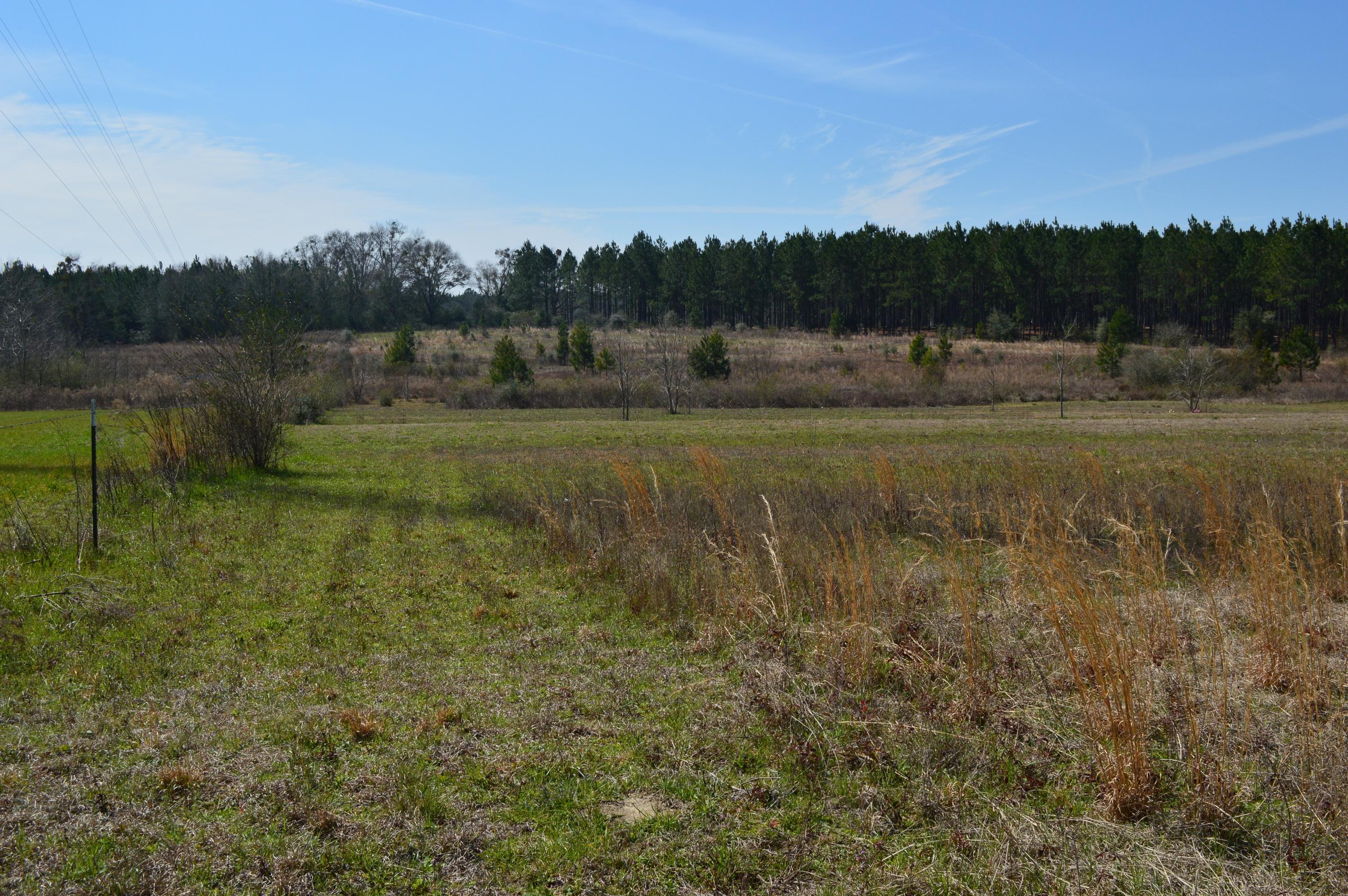 0 Steel Mill Creek Road Laurel Hill, FL 32567 - Photo 4 of 11 a view of grassy field with trees