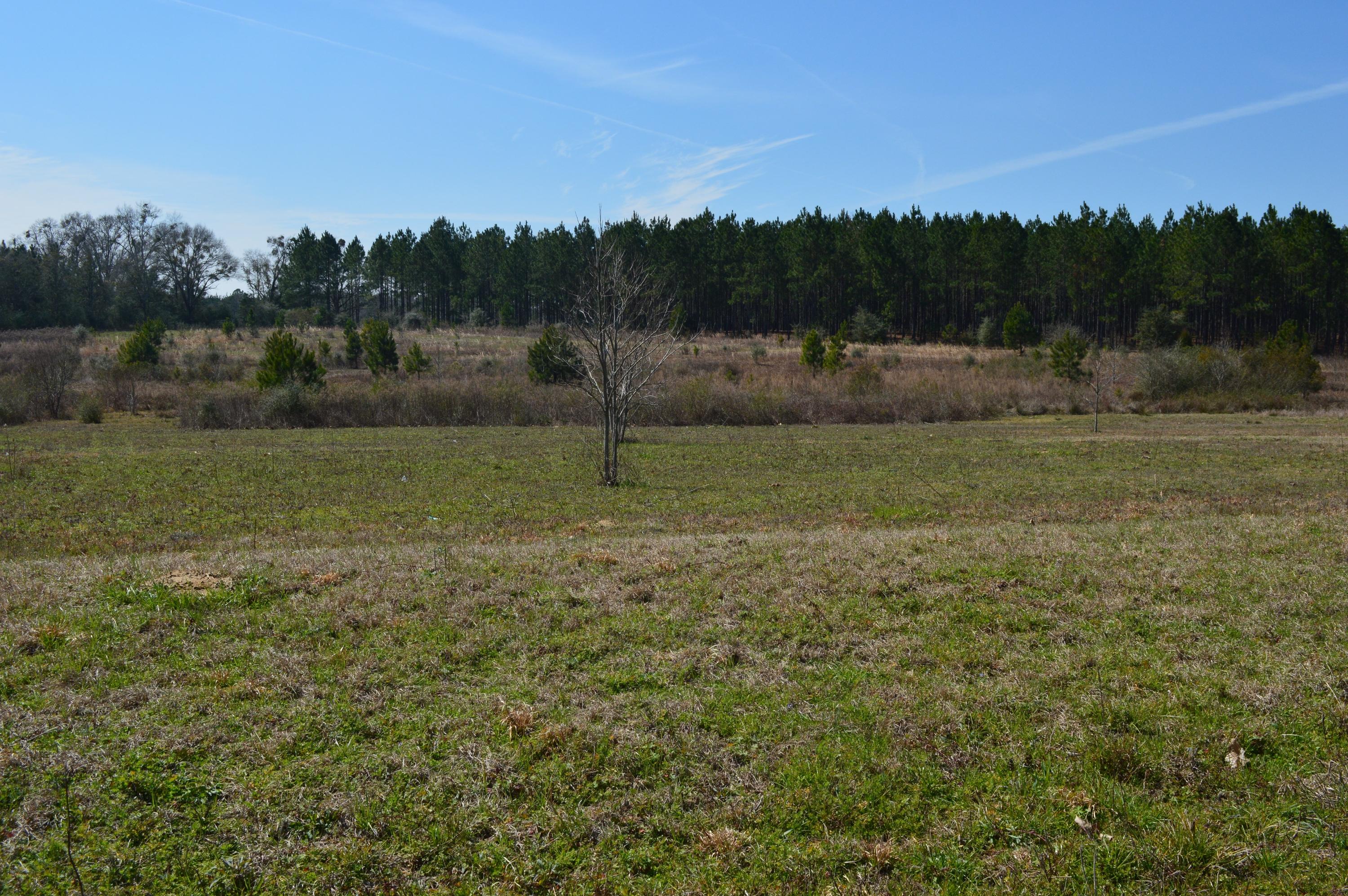 0 Steel Mill Creek Road Laurel Hill, FL 32567 - Photo 6 of 11 a view of a field with trees in the background