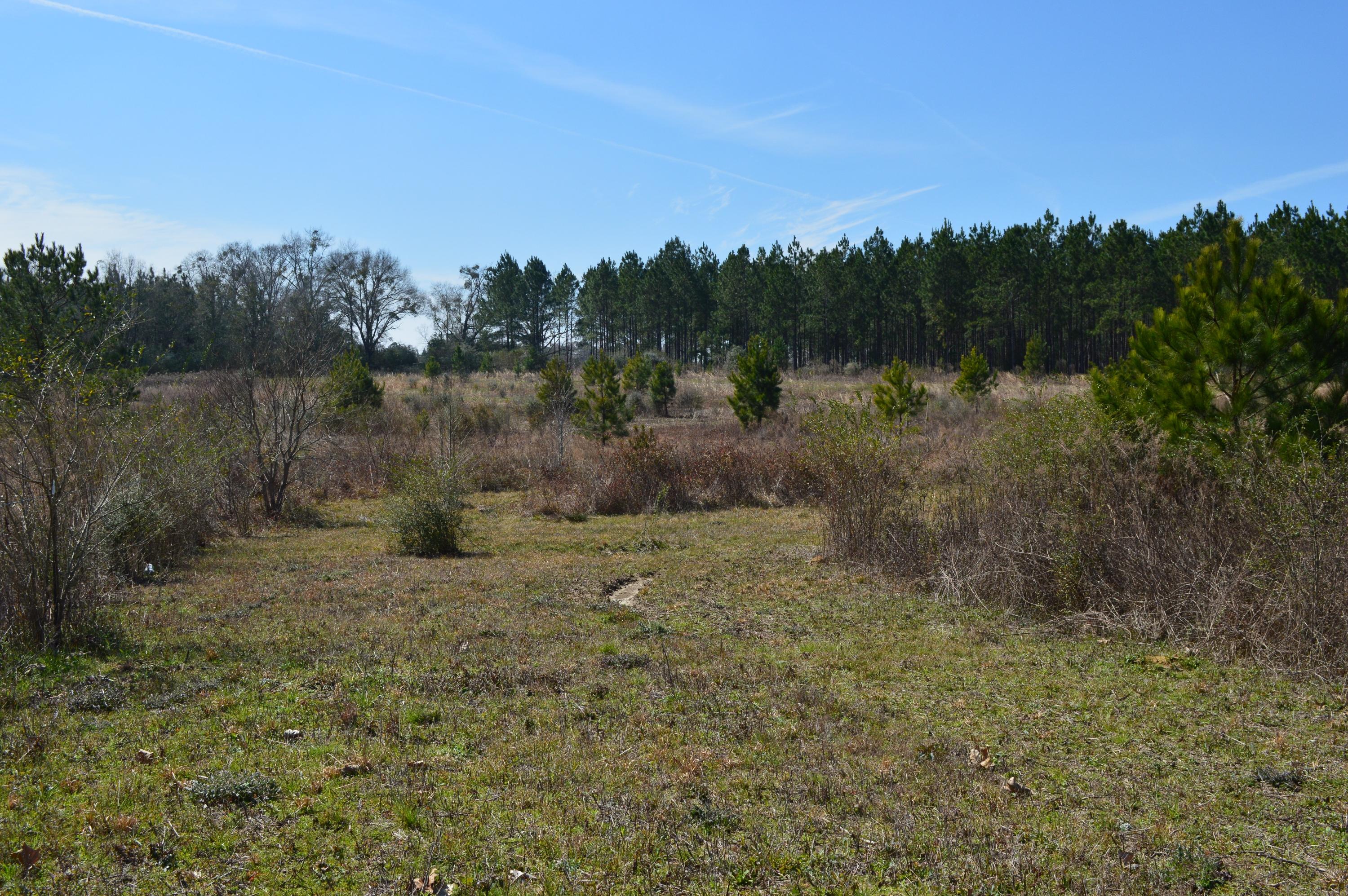 0 Steel Mill Creek Road Laurel Hill, FL 32567 - Photo 7 of 11 a view of a yard
