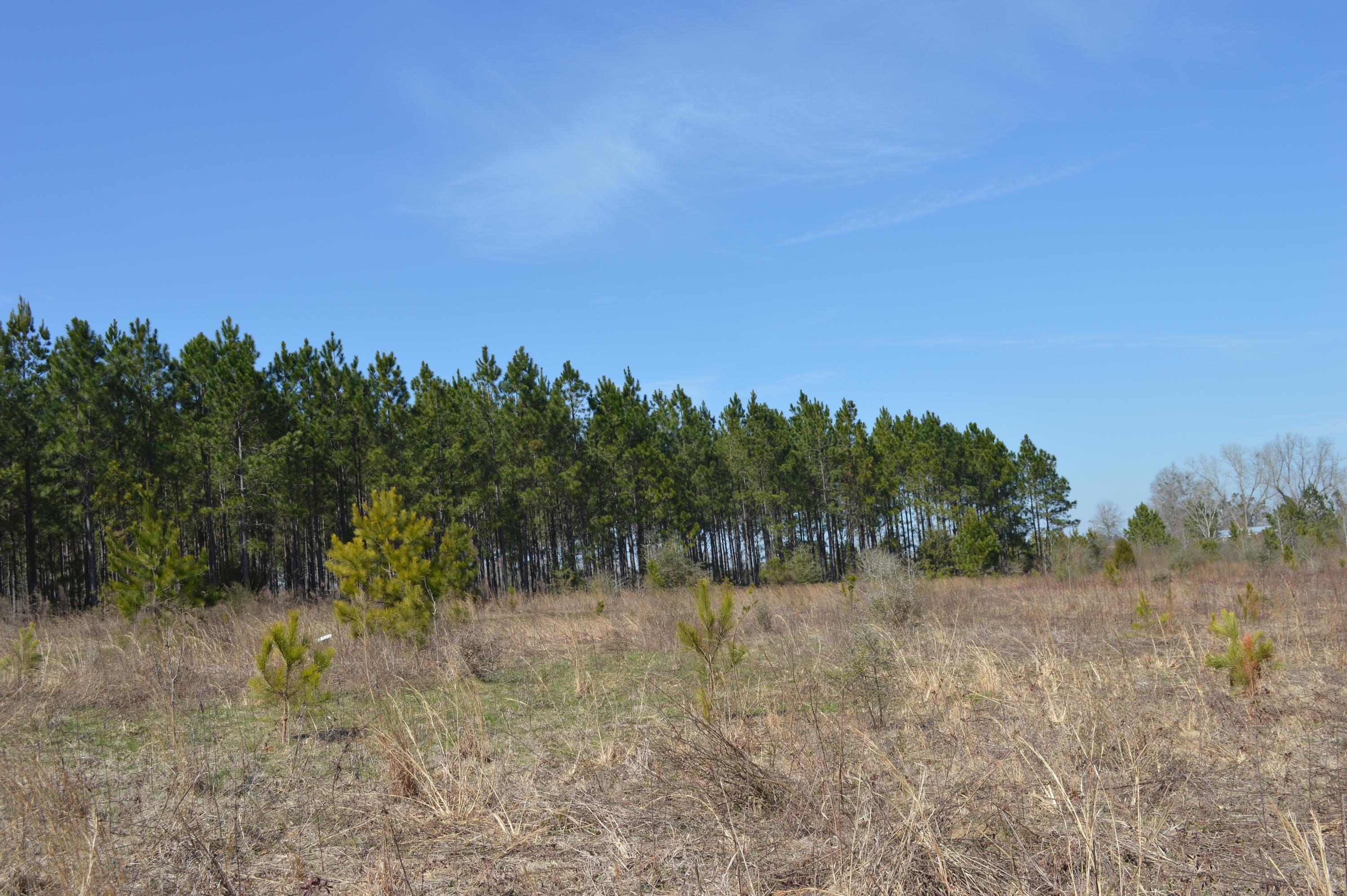 0 Steel Mill Creek Road Laurel Hill, FL 32567 - Photo 9 of 11 a view of a yard with a tree