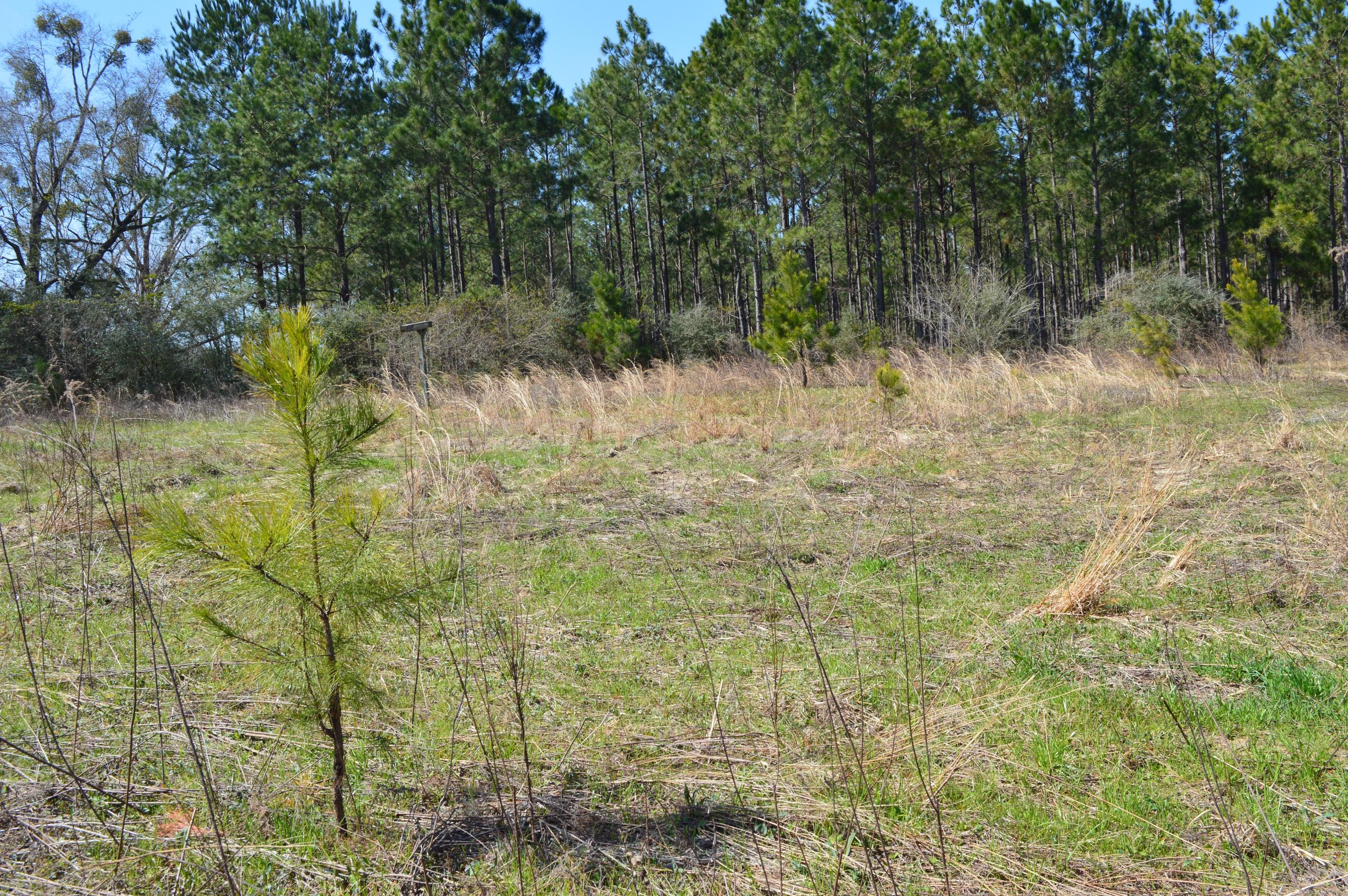 0 Steel Mill Creek Road Laurel Hill, FL 32567 - Photo 10 of 11 a view of a yard with trees