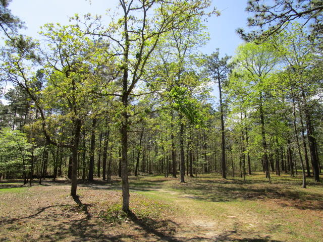1115 Cleveland Street Elloree, SC 29047 - Photo 13 of 19 Park Setting