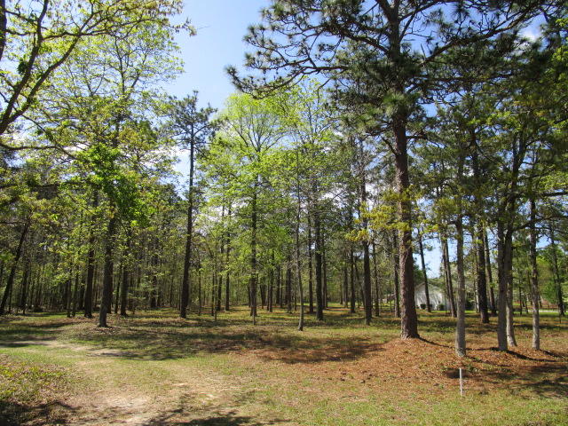 1115 Cleveland Street Elloree, SC 29047 - Photo 17 of 19 Extra Lot .83 Acre