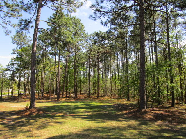 1115 Cleveland Street Elloree, SC 29047 - Photo 18 of 19 Lightly Wooded Grounds