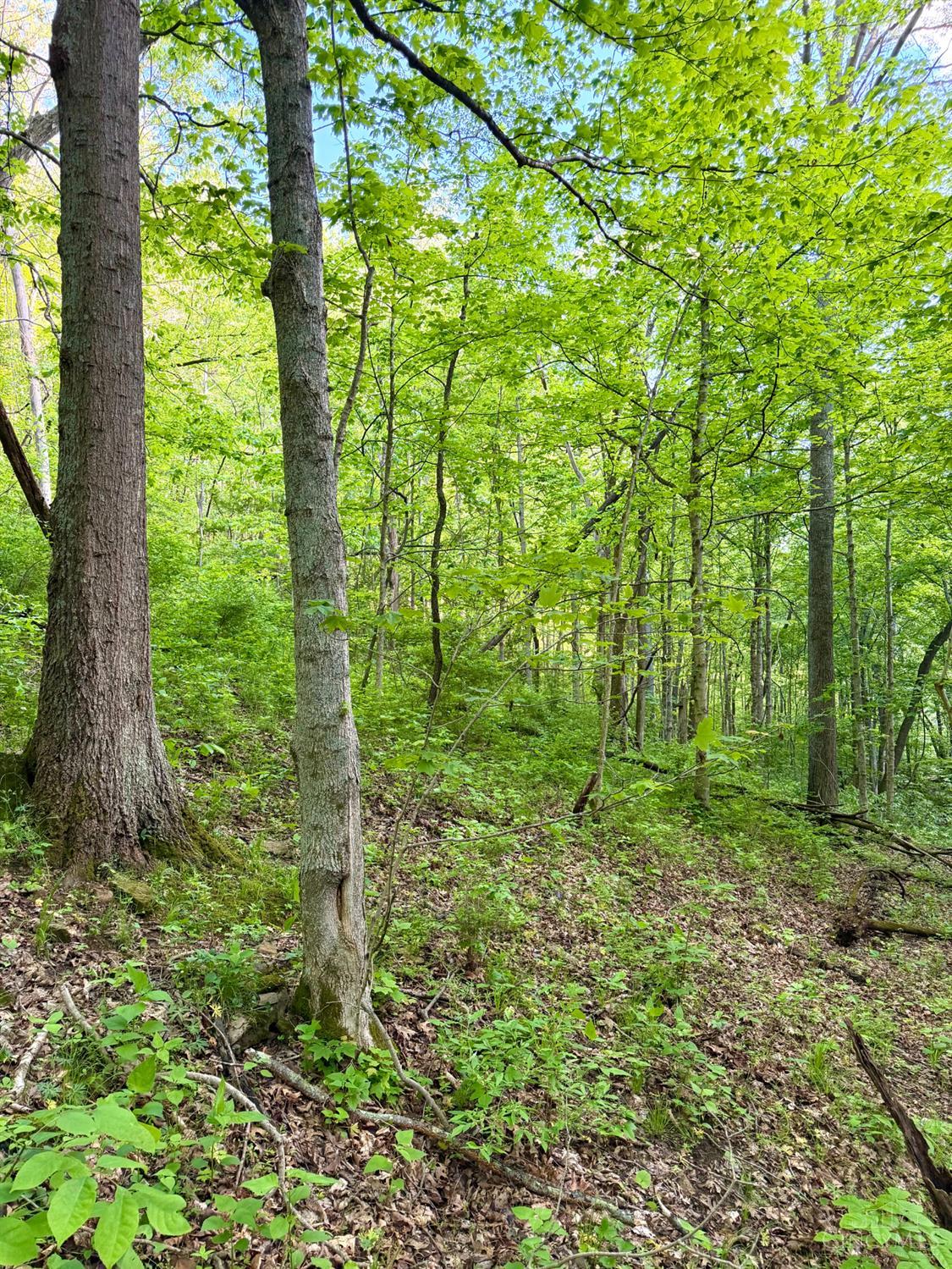 0 Maynard Road Ripley, OH 45167 - Photo 40 of 99