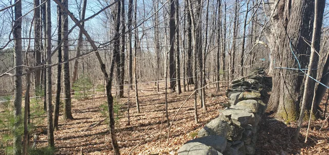 a view of a backyard with plants