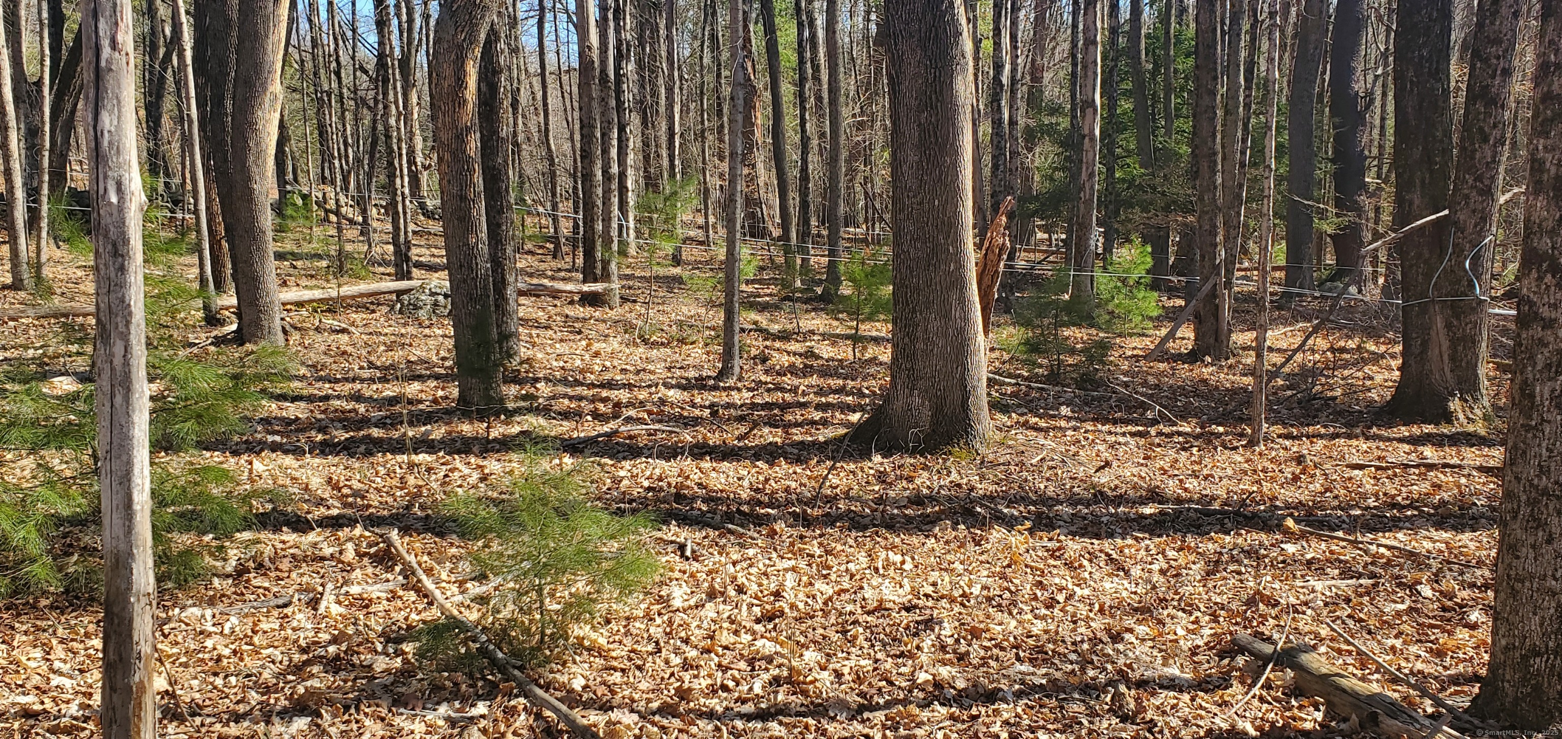 0 Center Road Woodstock, CT 06281 - Photo 3 of 5 a view of a backyard with plants