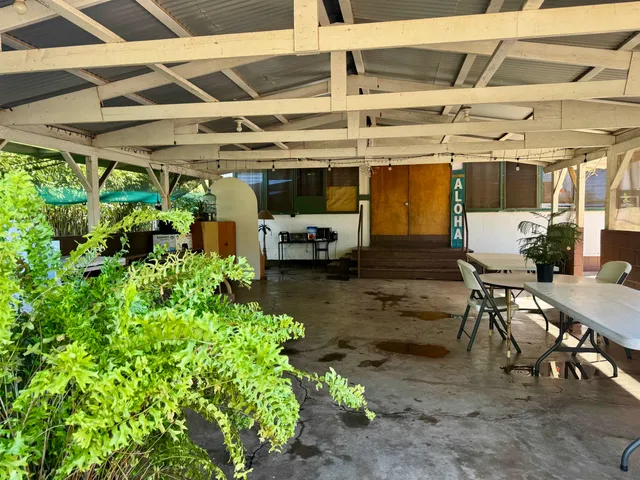 a yellow room with lots of potted plants