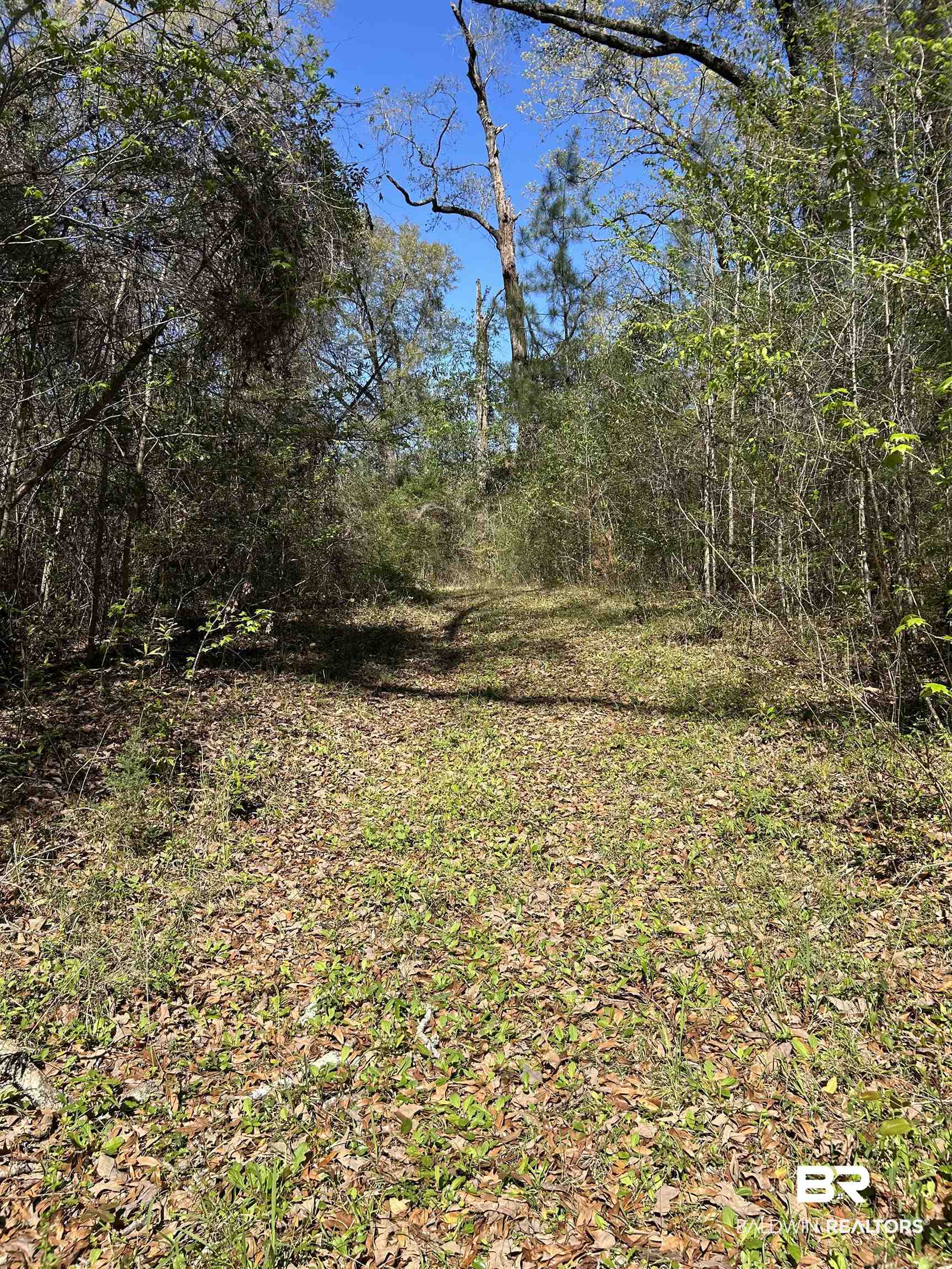 0 Fleming Lane Brewton, AL 36426 - Photo 16 of 18 View of undeveloped land