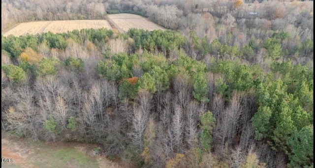 a view of a forest with a mountain