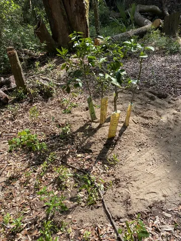 a view of a yard with plants
