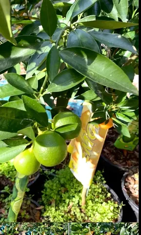 a view of a tree with a yard