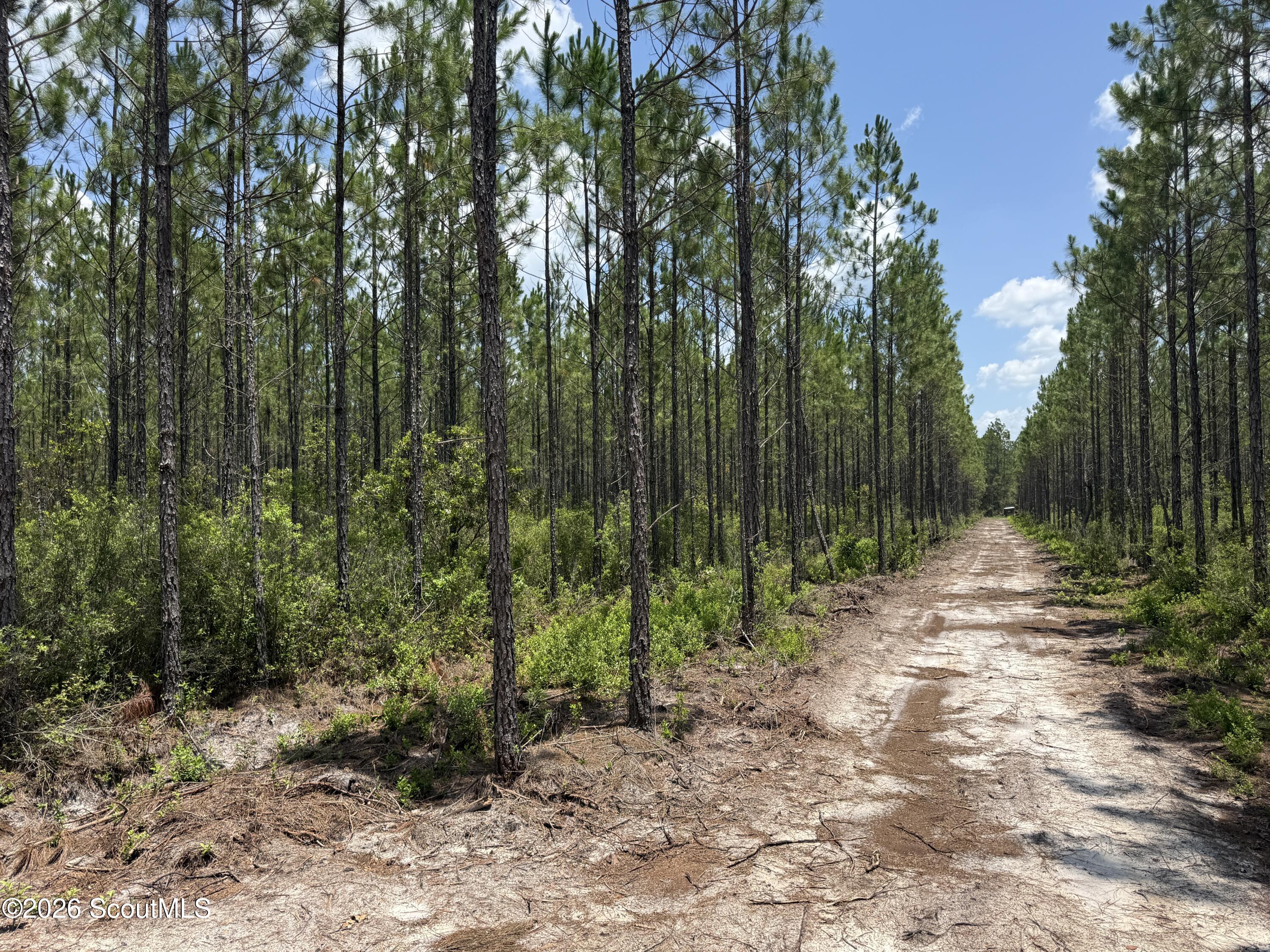 Lot 6 Corbitt Road, Unit LOT 6 Manor, GA 31550 - Photo 14 of 15 IMG_8027
