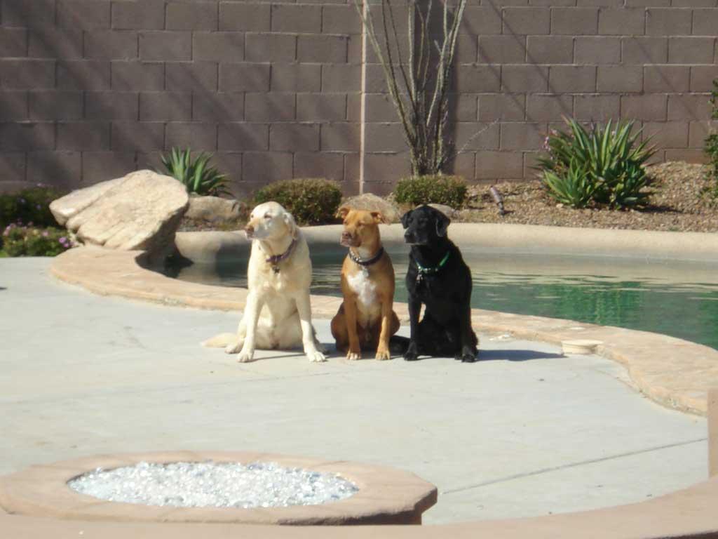 4736 East Sleepy Ranch Road Cave Creek, AZ 85331 - Photo 14 of 14 The dogs :), does not come w/house!