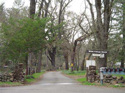 a view of a park with large trees