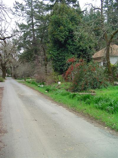 499 White Cottage Road South Angwin, CA 94508 - Photo 2 of 10 a view of a backyard