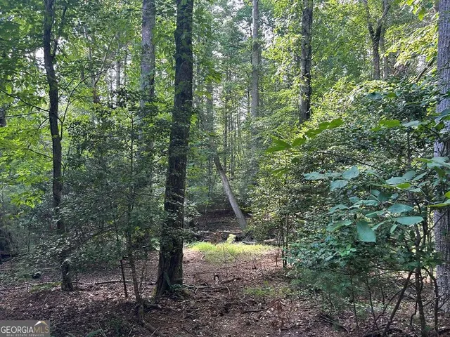 a view of a forest with trees